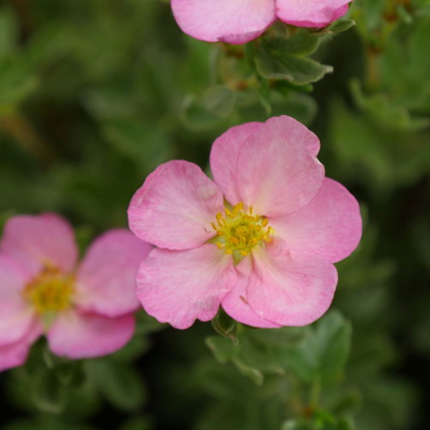 Proven Winners O61552W shrubs - View #3
