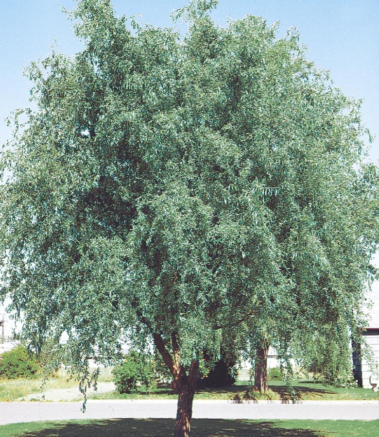 Corkscrew Willow Tree - Stark Bro's