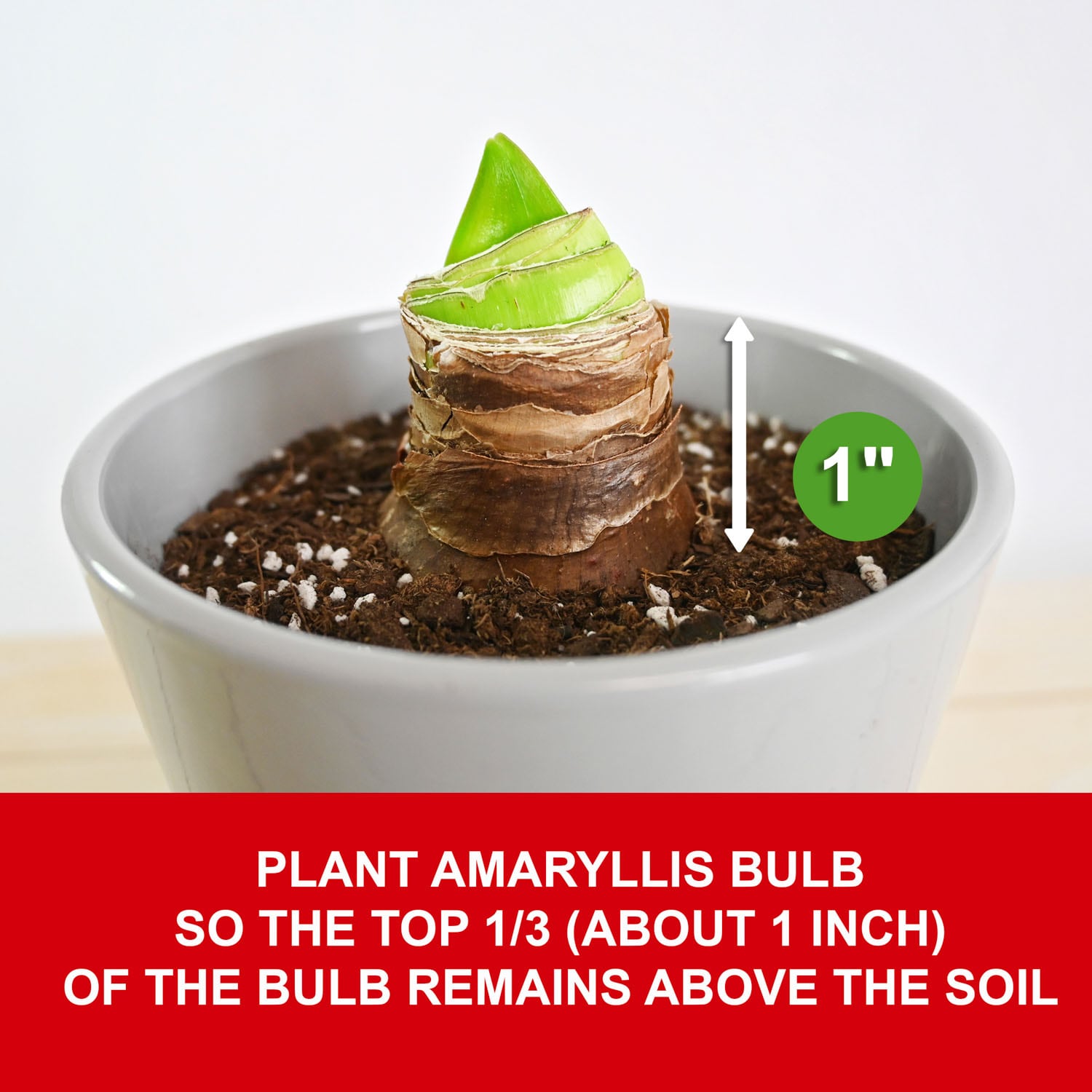 Garden State Bulb ECH-36-03-01 Plant-Bulbs - View #5