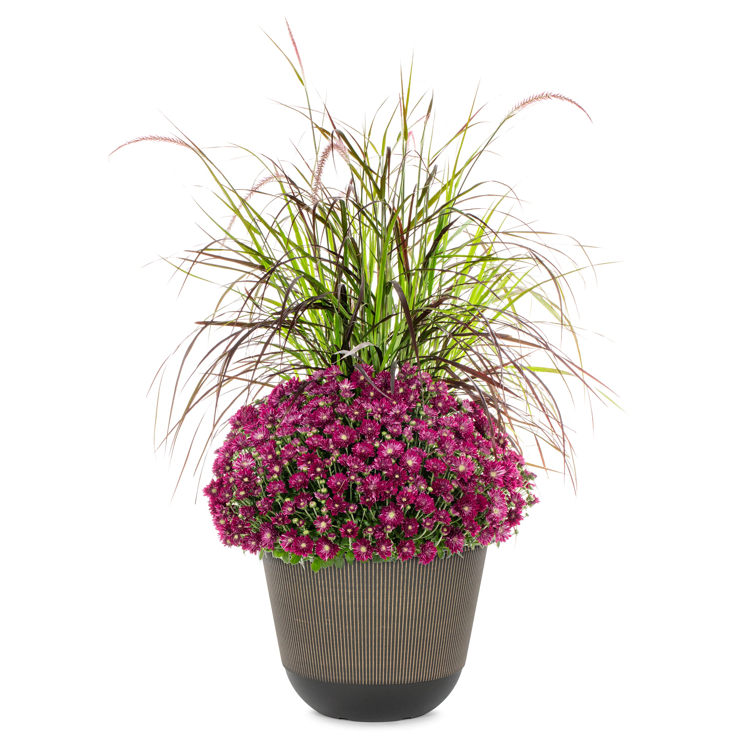 Lowe's 752032 Purple Mum in 2.5 Gallon(s) Planter 1 -Pack