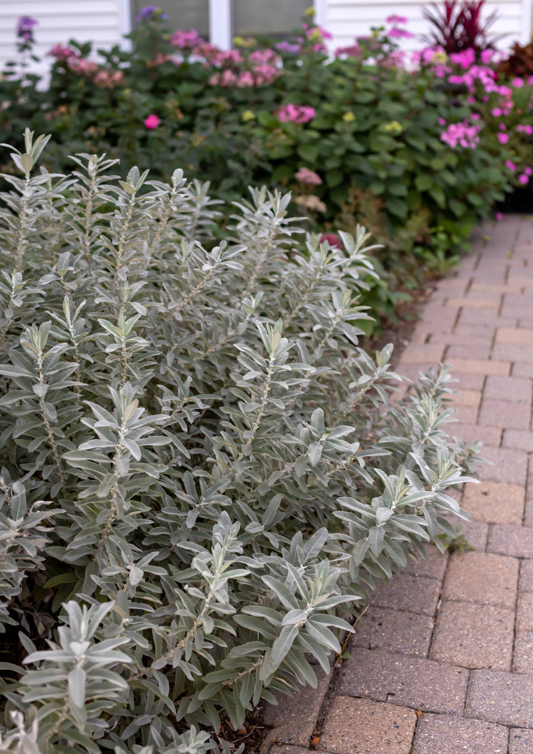 Lowe's NURSERY shrubs - View #6