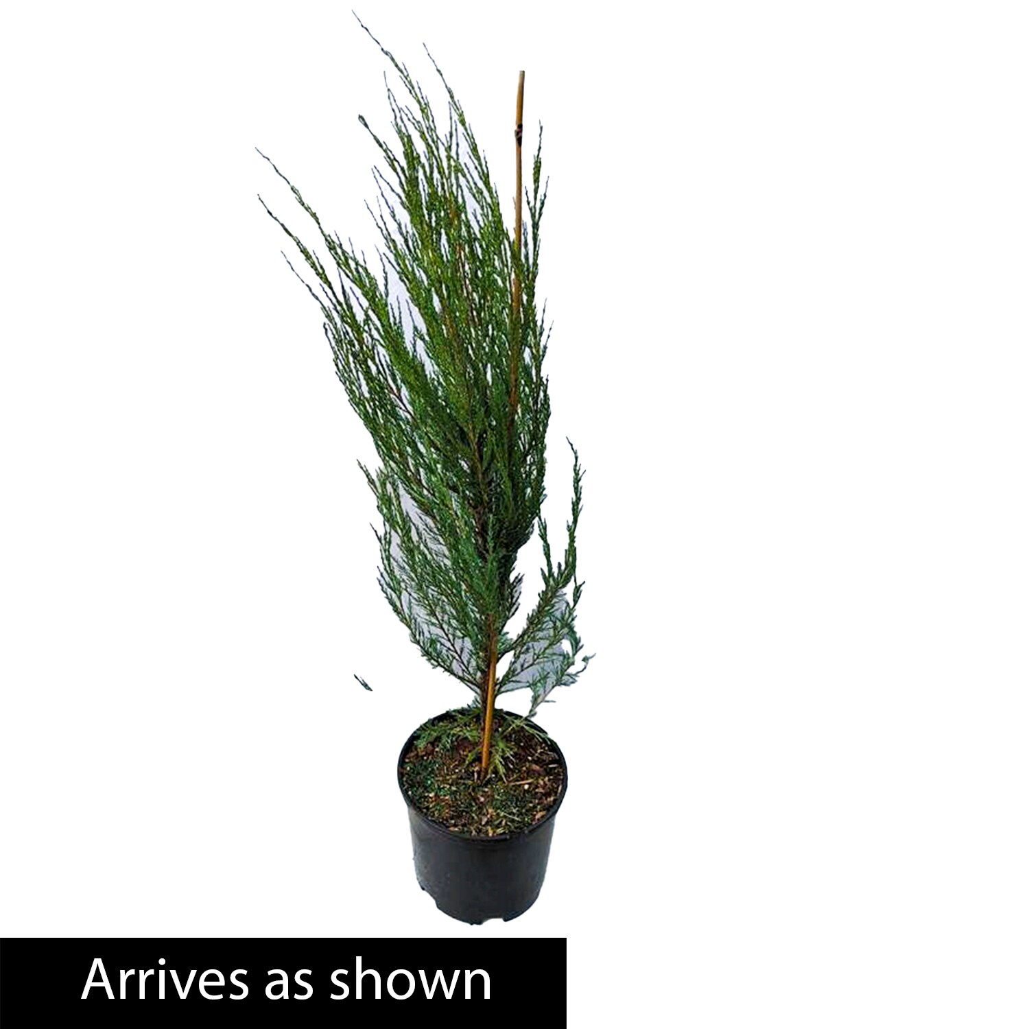 Spring Hill Nurseries 83529 shrubs - View #4