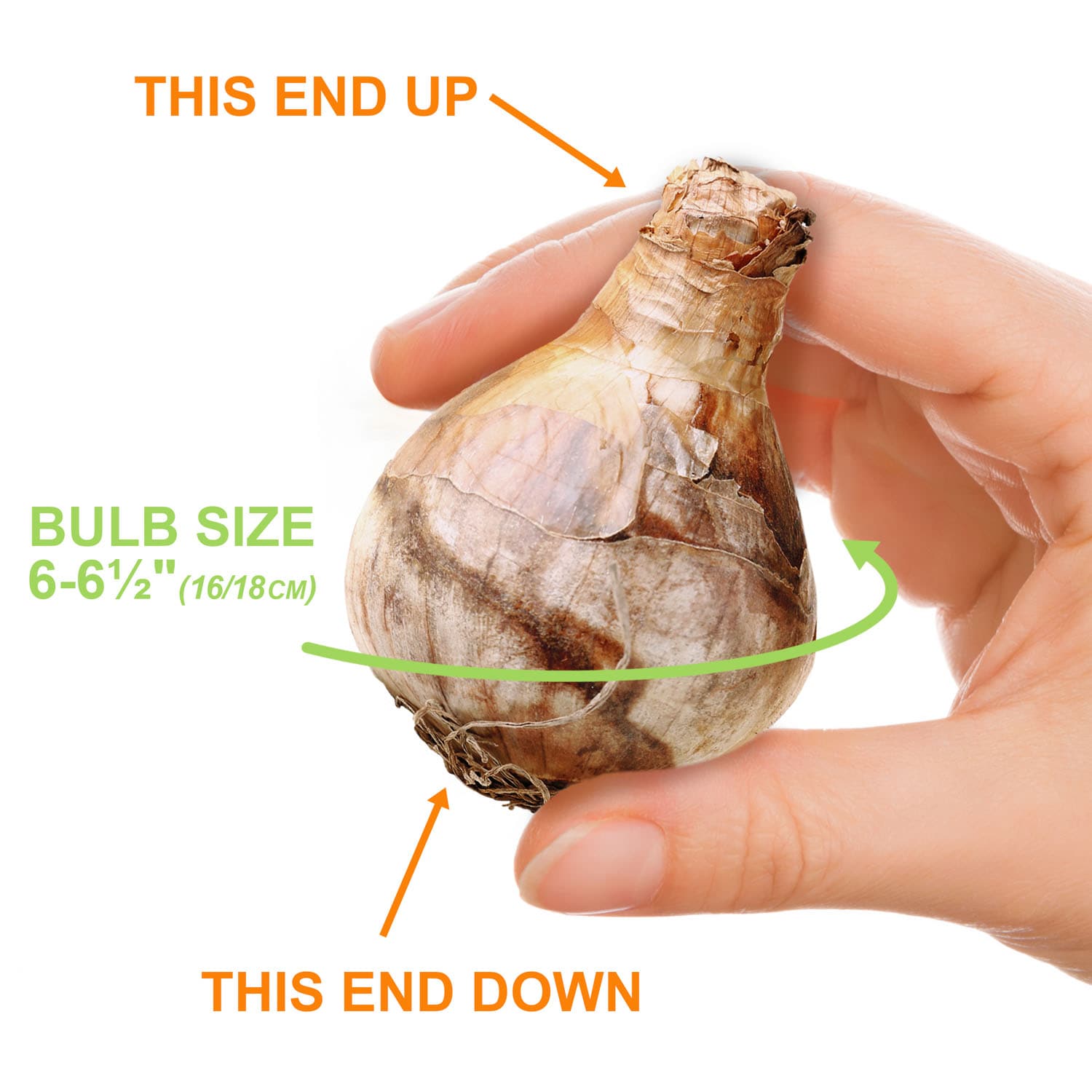 Garden State Bulb ECF-114-25-01 Plant-Bulbs - View #4