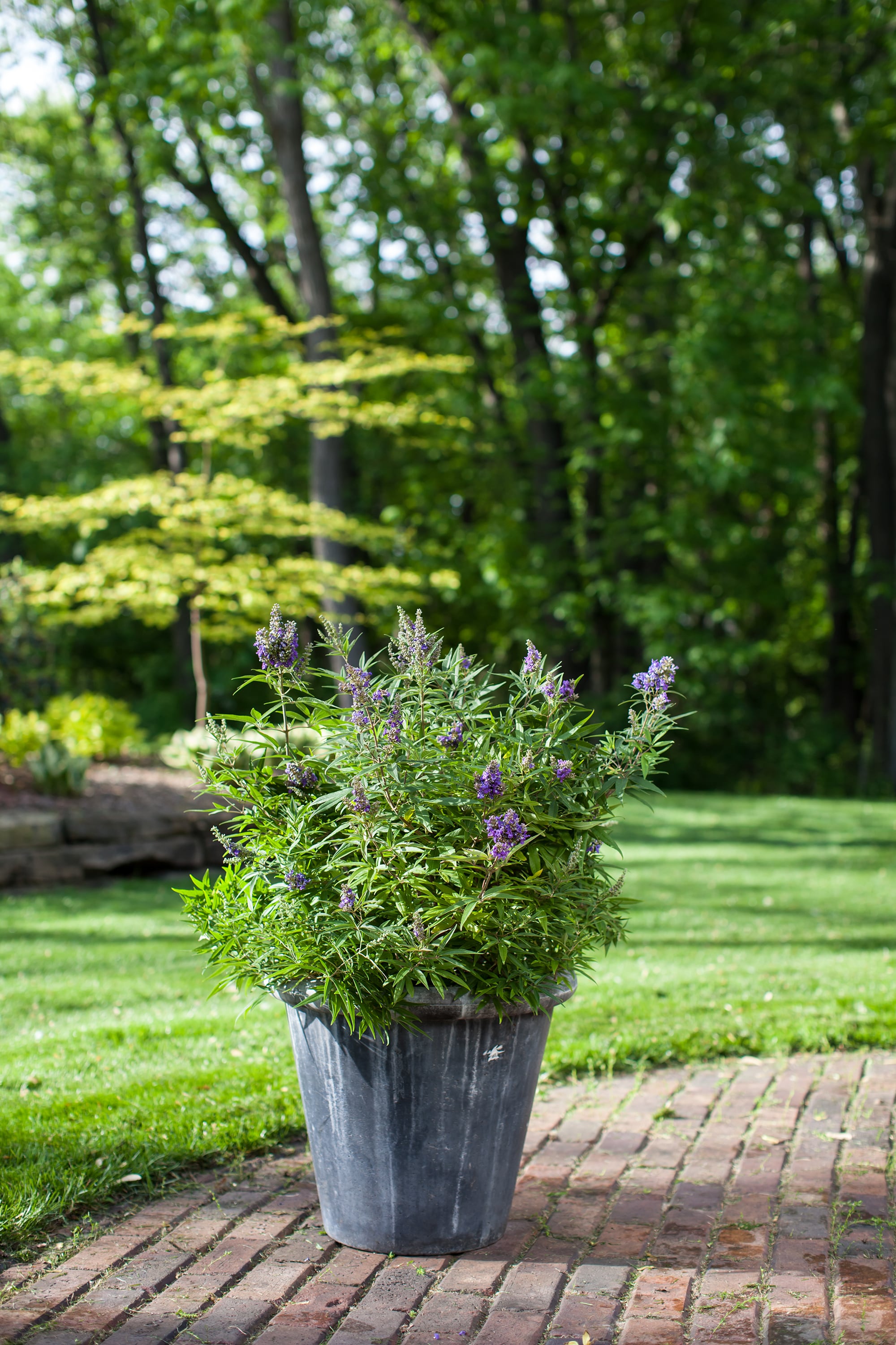 Lowe's NURSERY shrubs - View #3