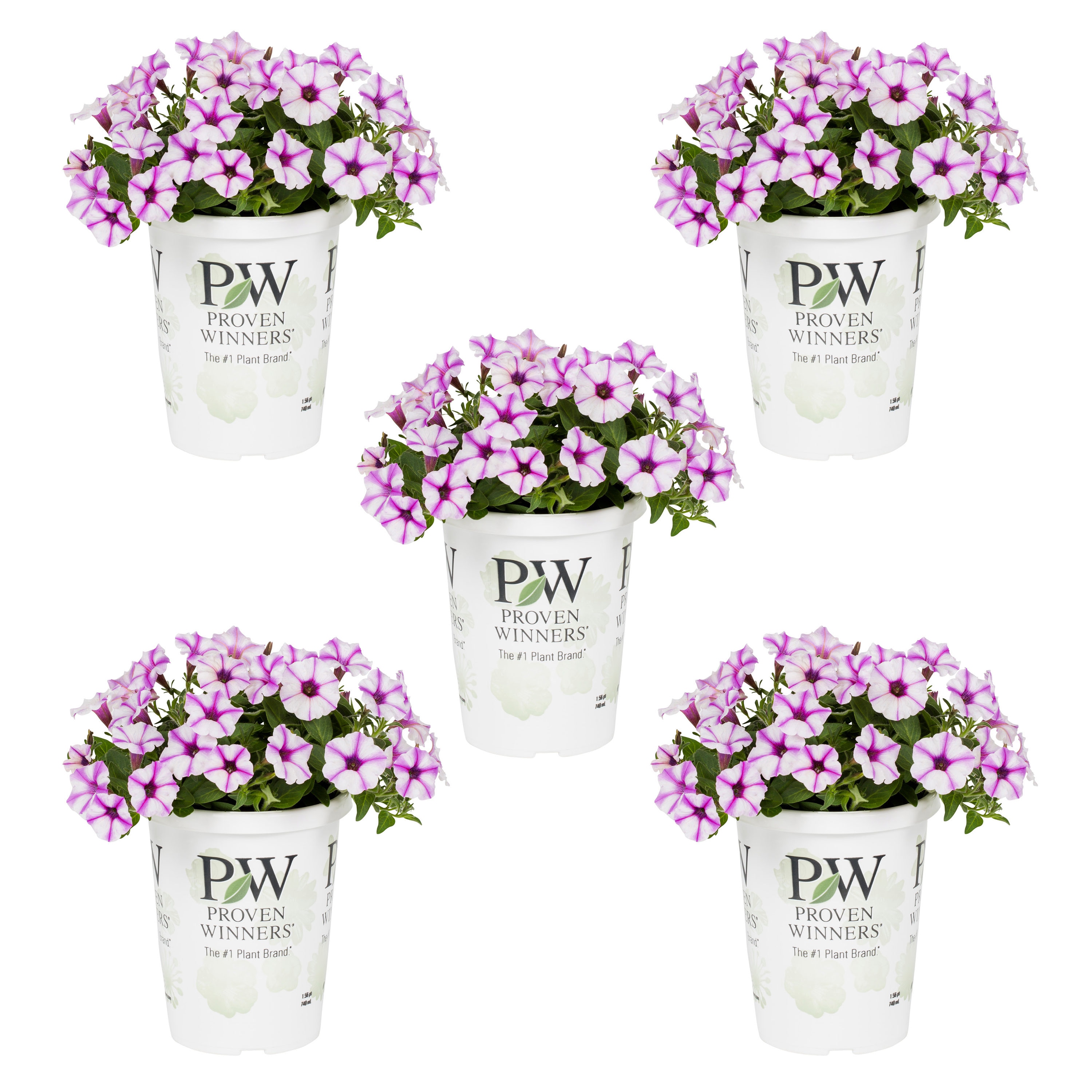 Proven Winners 4793 Multicolor Petunia in 1.5 Pint Pot 5 -Pack
