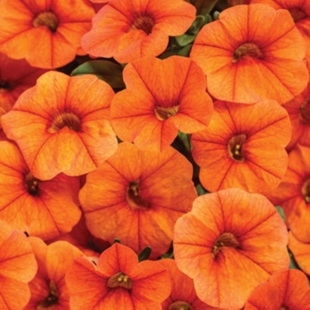 Lowe's NURSERY annuals - View #3