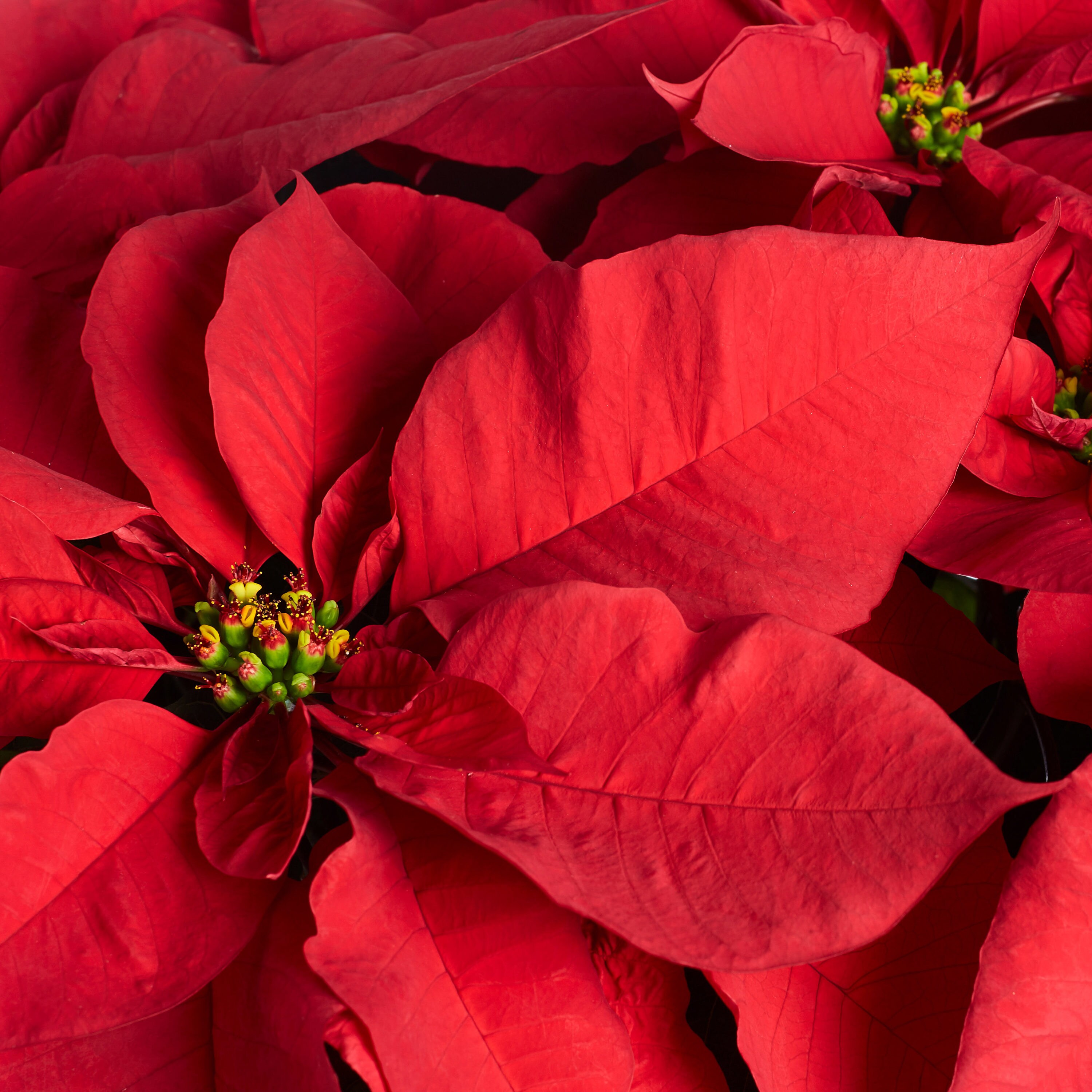 Holiday Living NURSERY annuals - View #2