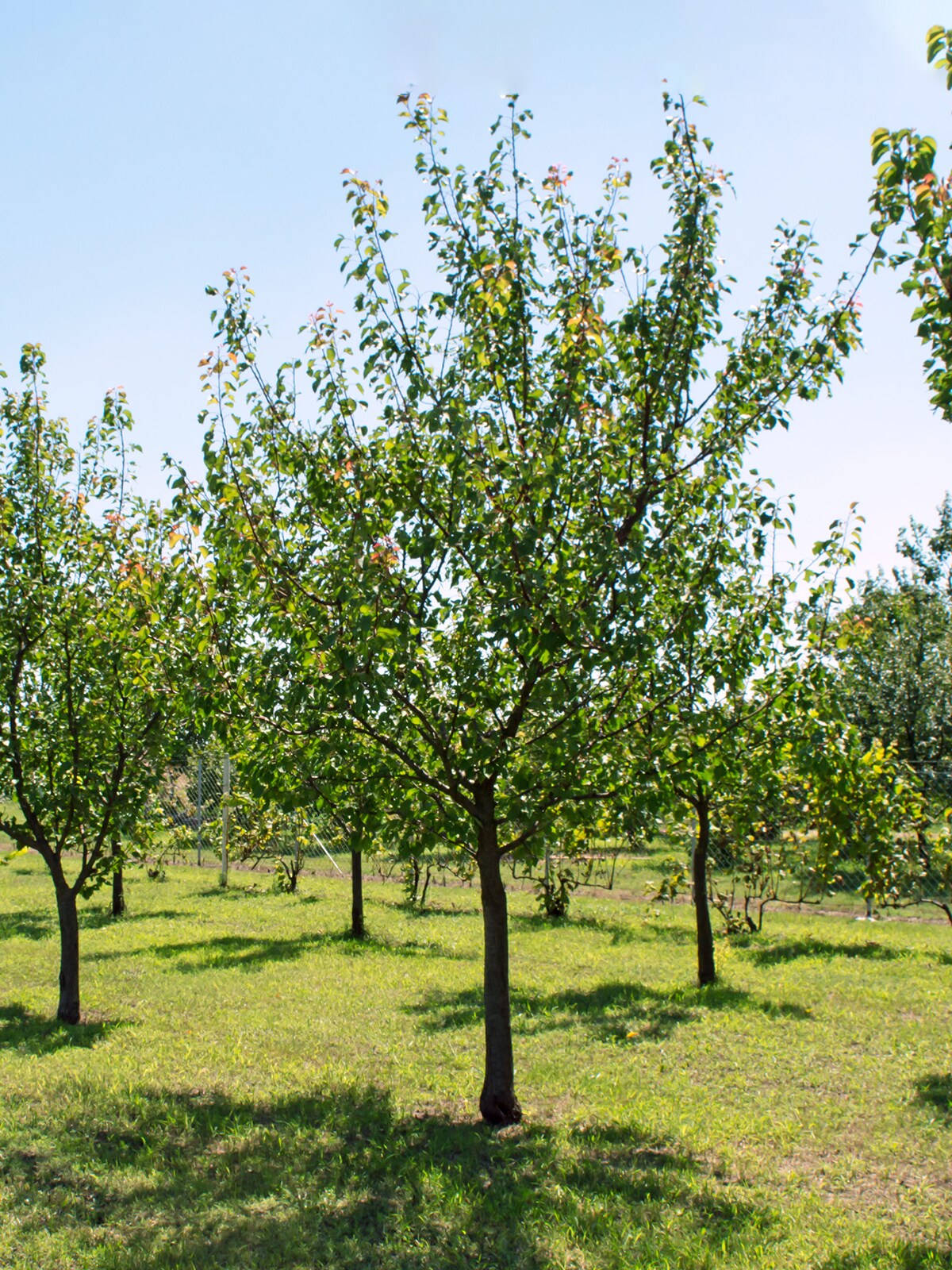 Southern Planters APRSUP05G trees - View #2