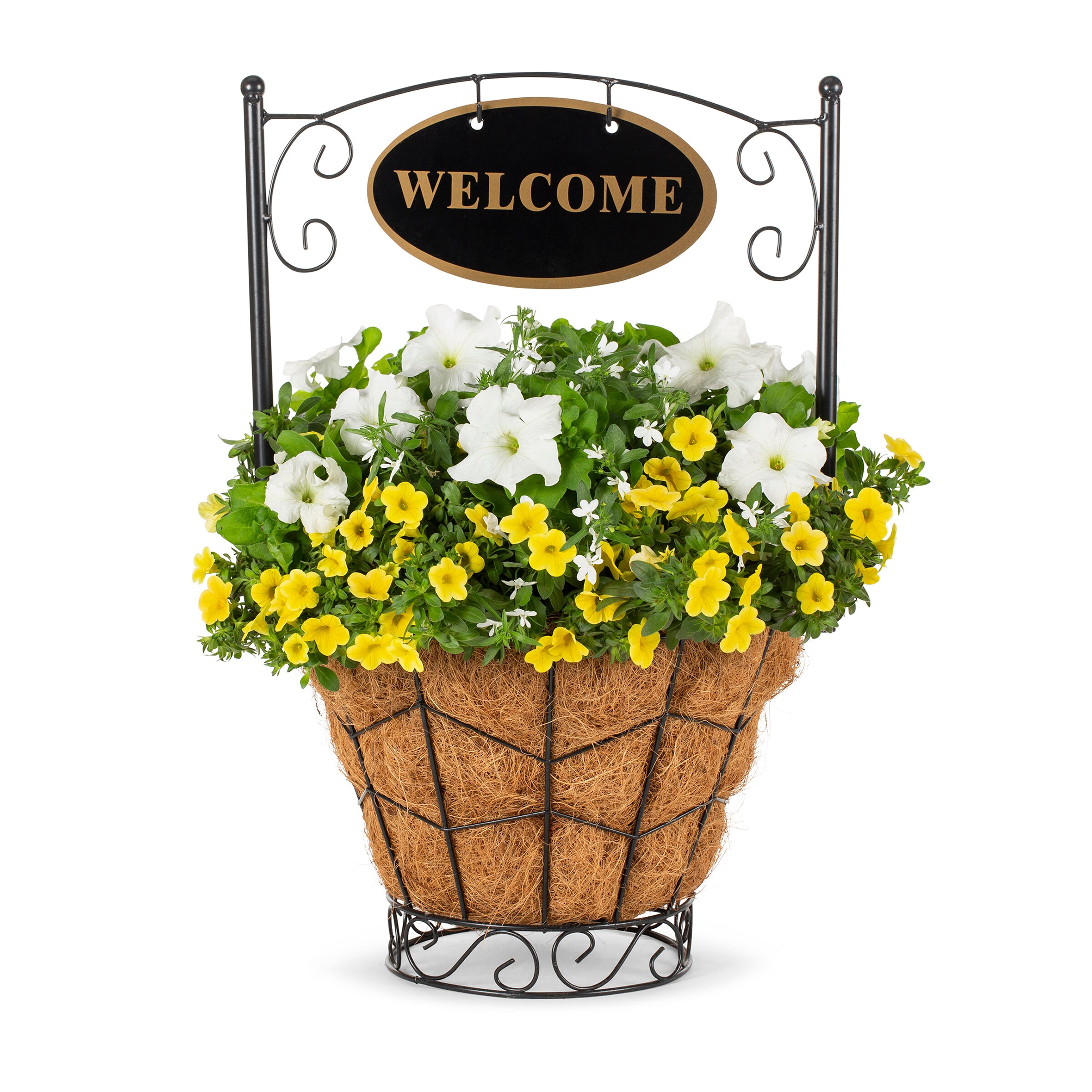 Lowe's NURSERY Multicolor Mixed Annuals Combinations Planter