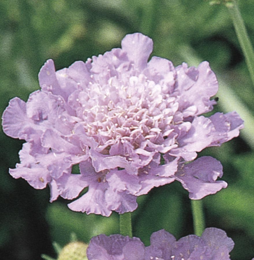 Light Purple Flower Pins made by The Surgeon's Knots: Pincushions, Dec –  the-surgeon's-knots