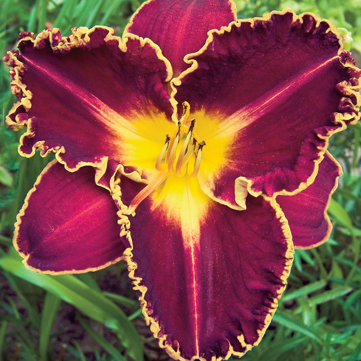 Breck's 10413 Multicolor Plant in 1-Pack Bareroot