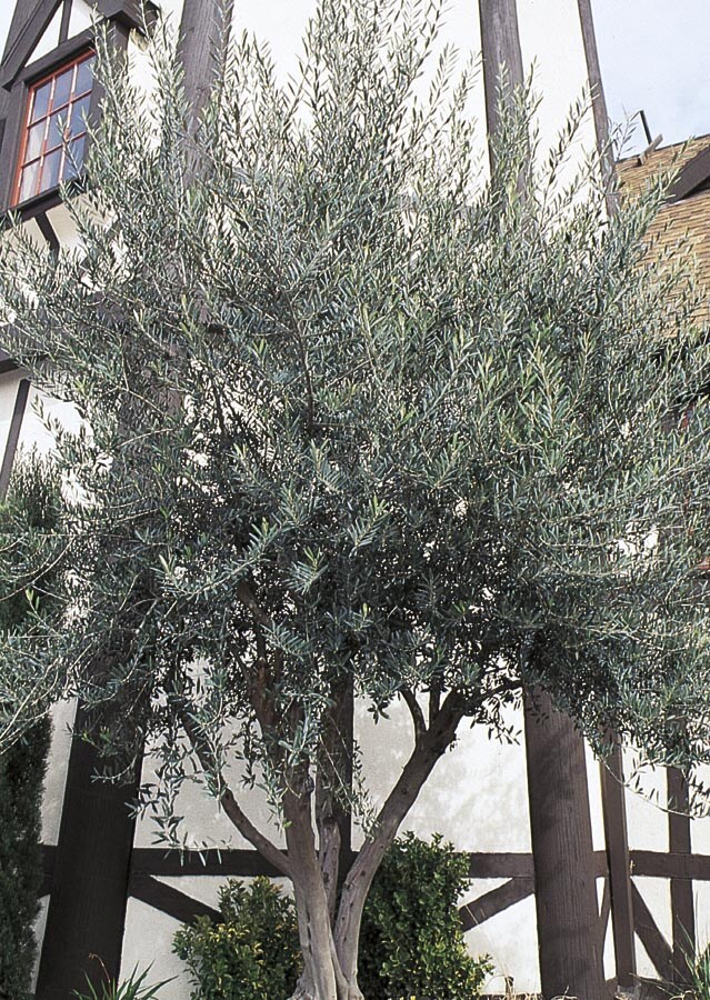  NURSERY European Olive