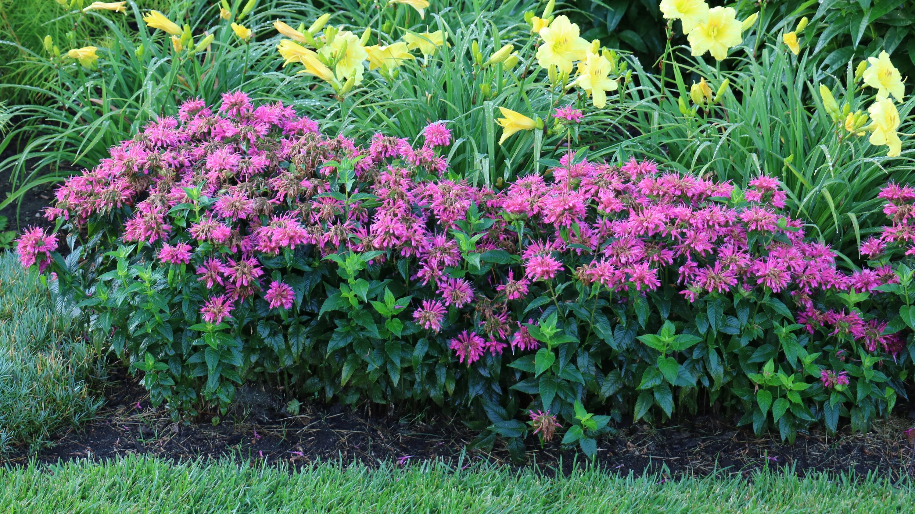 National Plant Network LW1582 perennials - View #3