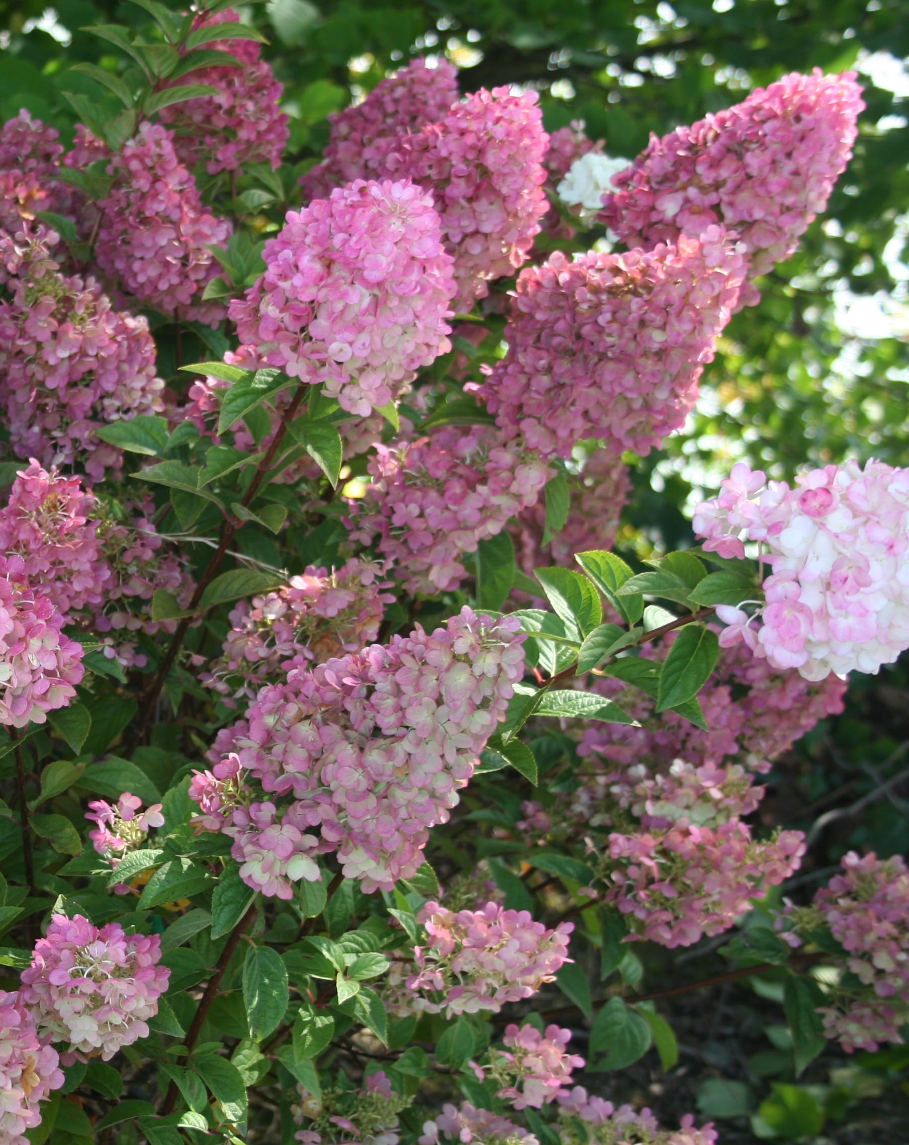 Lowe's NURSERY shrubs - View #12