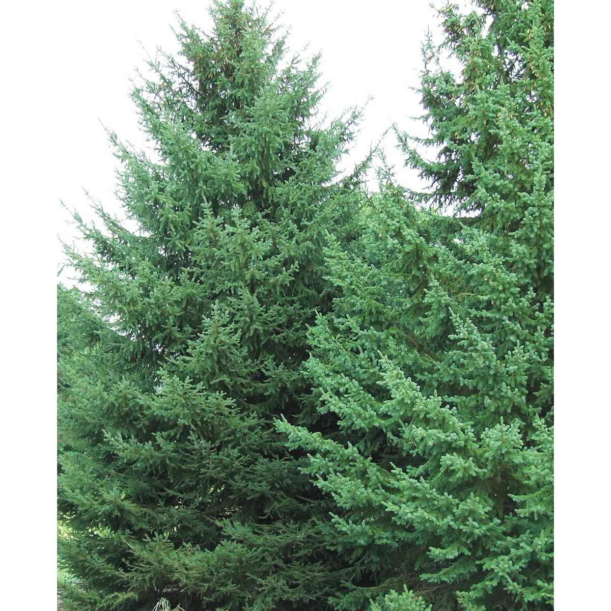 Spring Hill Nurseries 82887 Black Hill Spruce Evergreen Tree 12-in Foundation/Hedge Shrub in 1 Pack(s) Bare Root