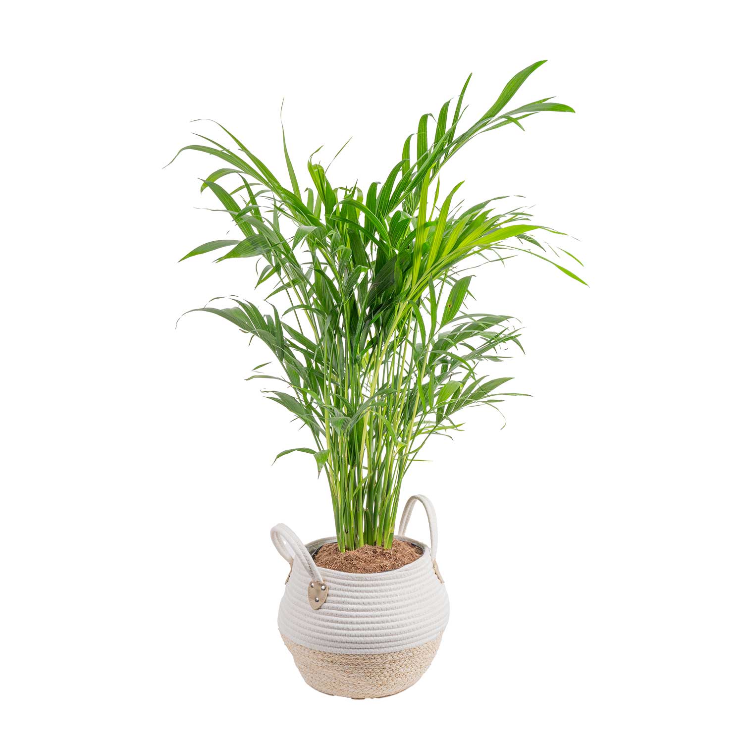 Costa Farms L-CAT-P-WAS-01-LW Easy To Grow Cat Palm House Plant in 10-in Pot