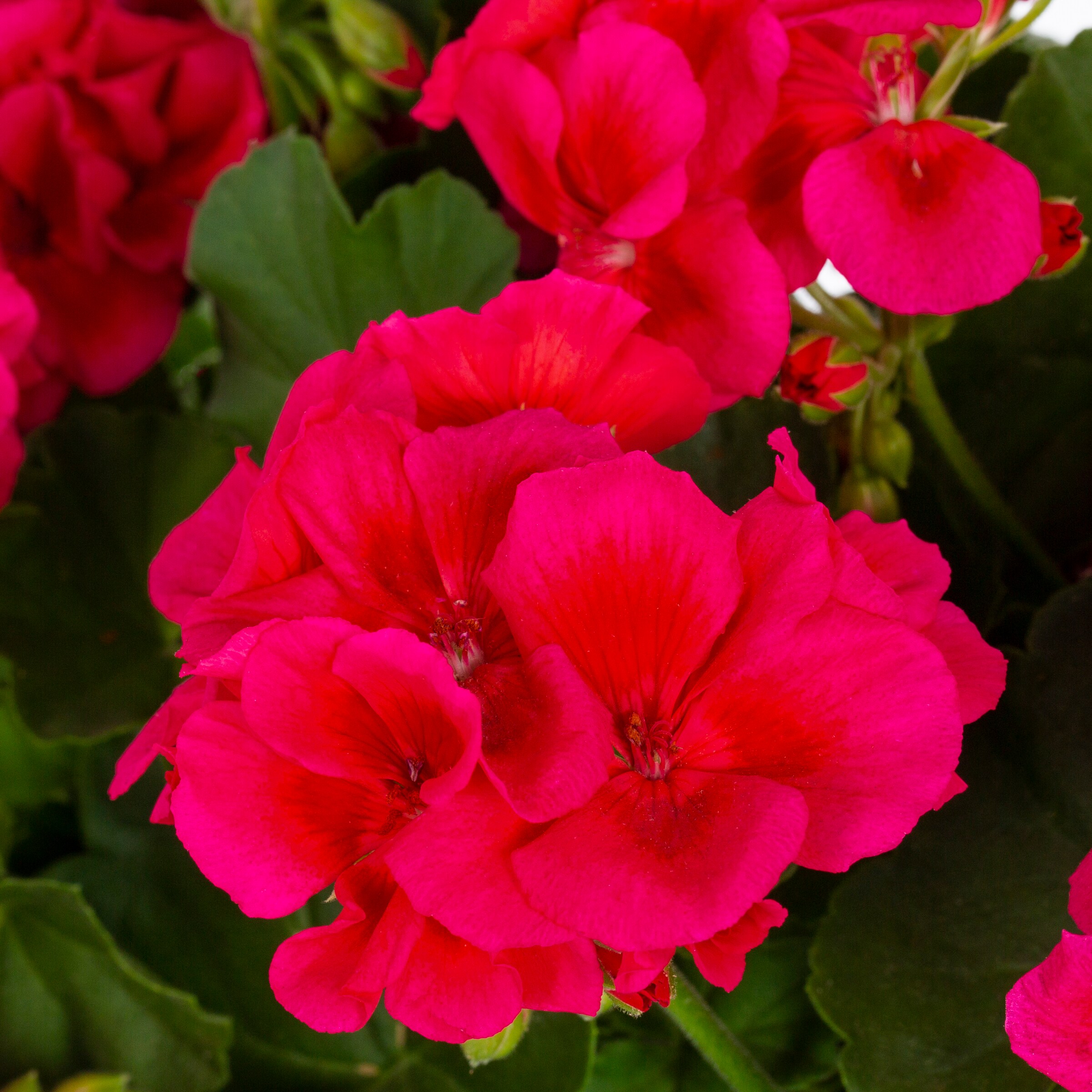Lowe's 1527881 annuals - View #2
