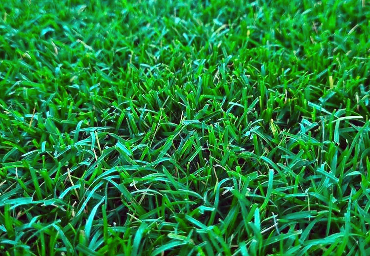 Harmony Outdoor Brands TAHOMA318SF 500-sq ft Natural Bermuda Grass Sod Pallet ( Individual Piece Dimensions: 54-in x 48-in )
