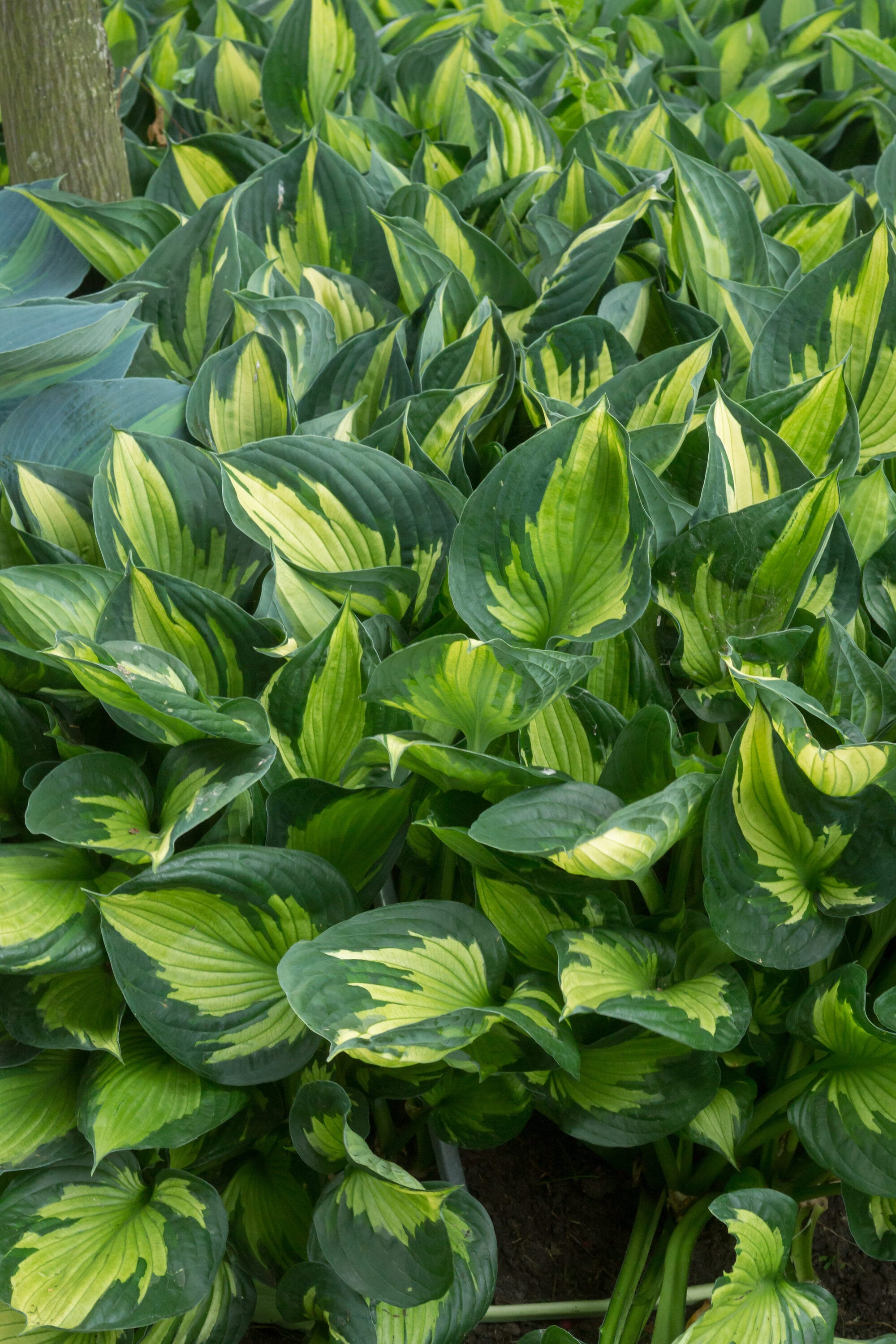  1408 perennials - View #4
