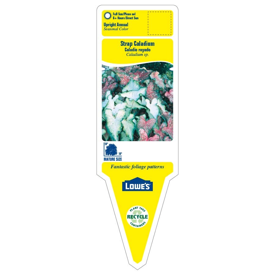 Lowe's NURSERY annuals - View #2