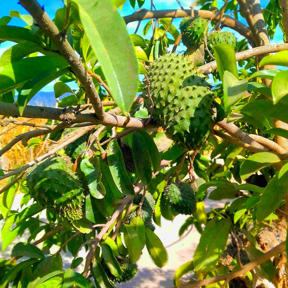Brighter Blooms 12345 Fruit-Plants - View #3