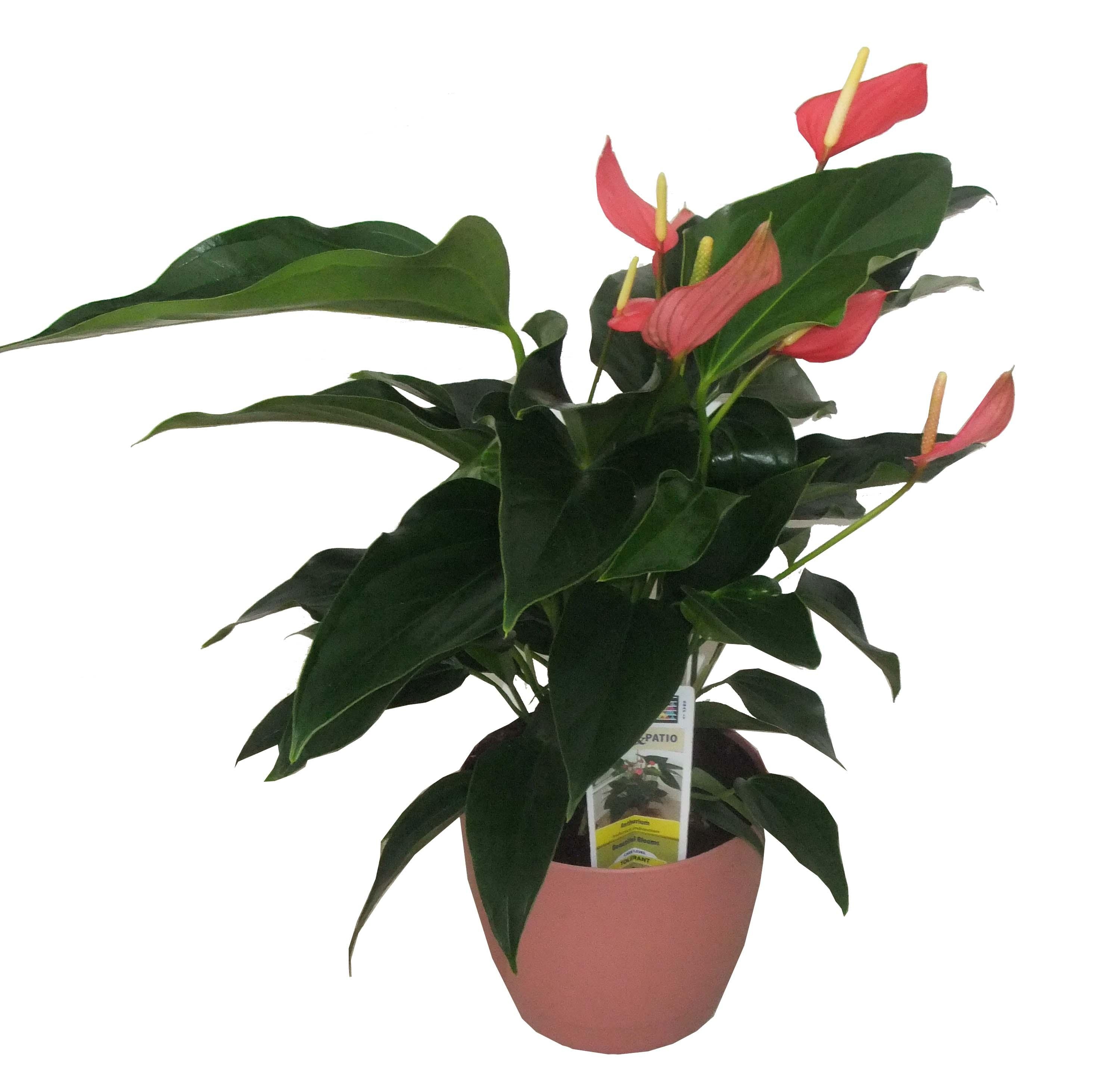 Flamingo Flower Mixed Plants, Bulbs & Seeds at Lowes.com