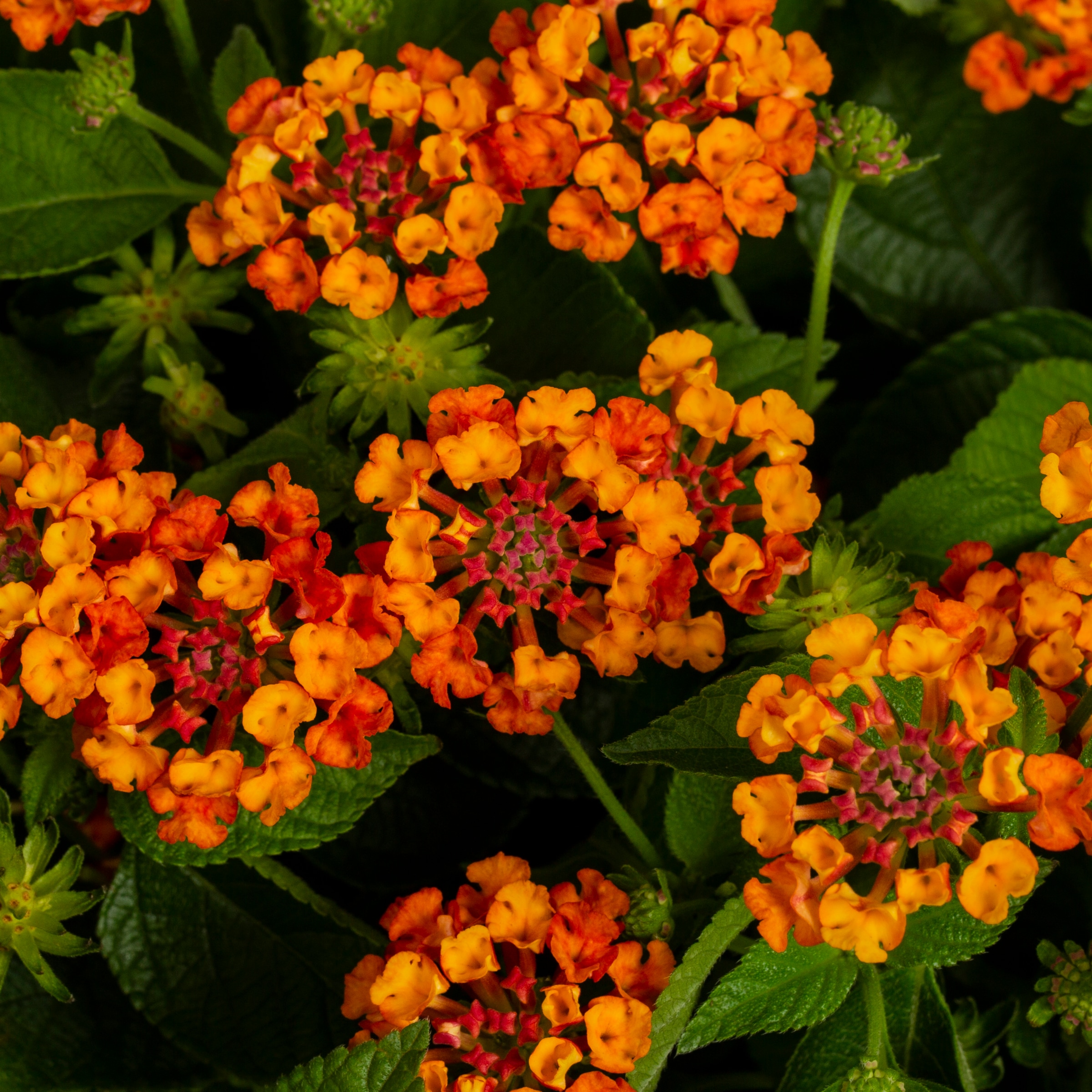 Ready Refill 1552698 annuals - View #2