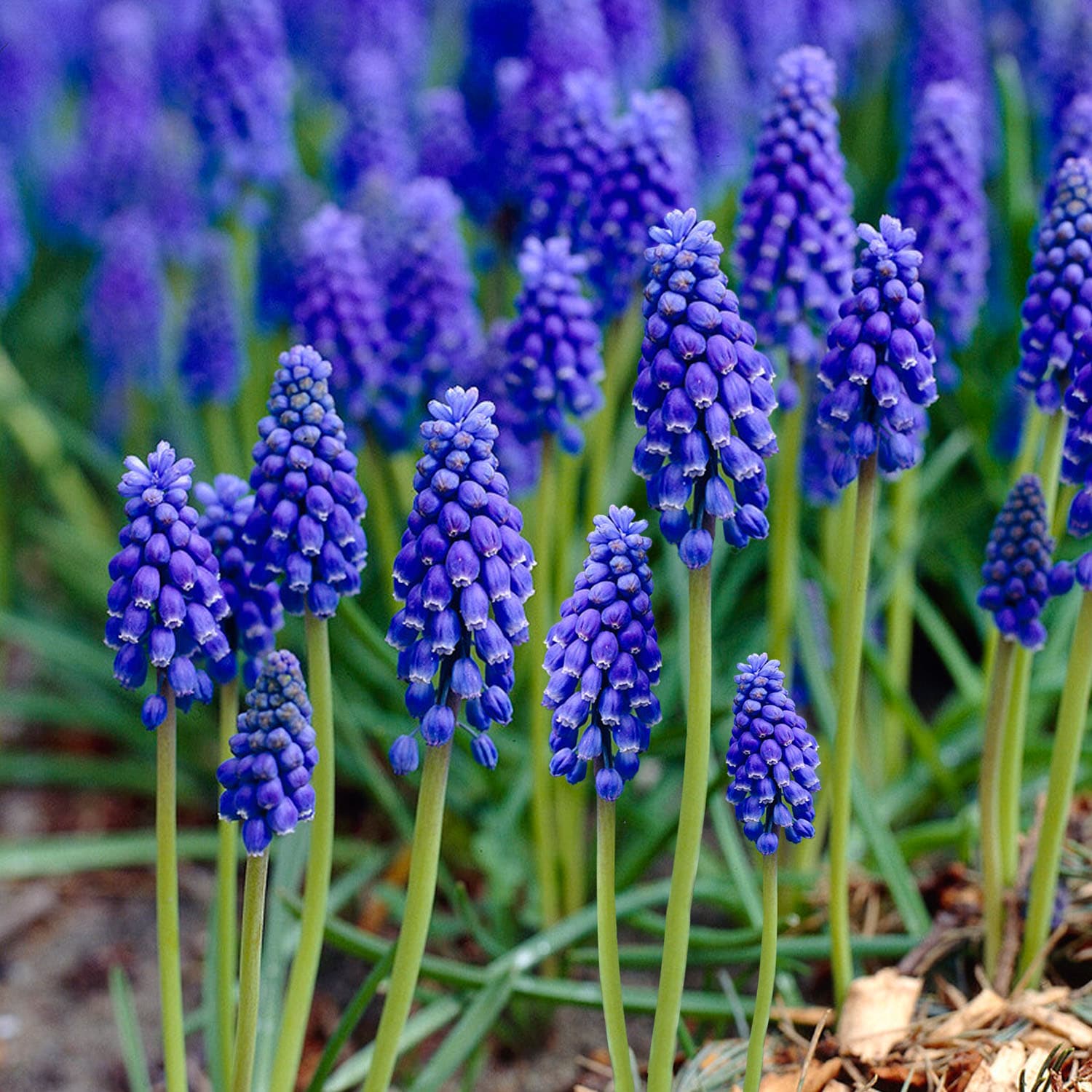 Garden State Bulb ECF-156-50-01 Purple Muscari Grape Hyacinth Flower Bulbs 50 Count