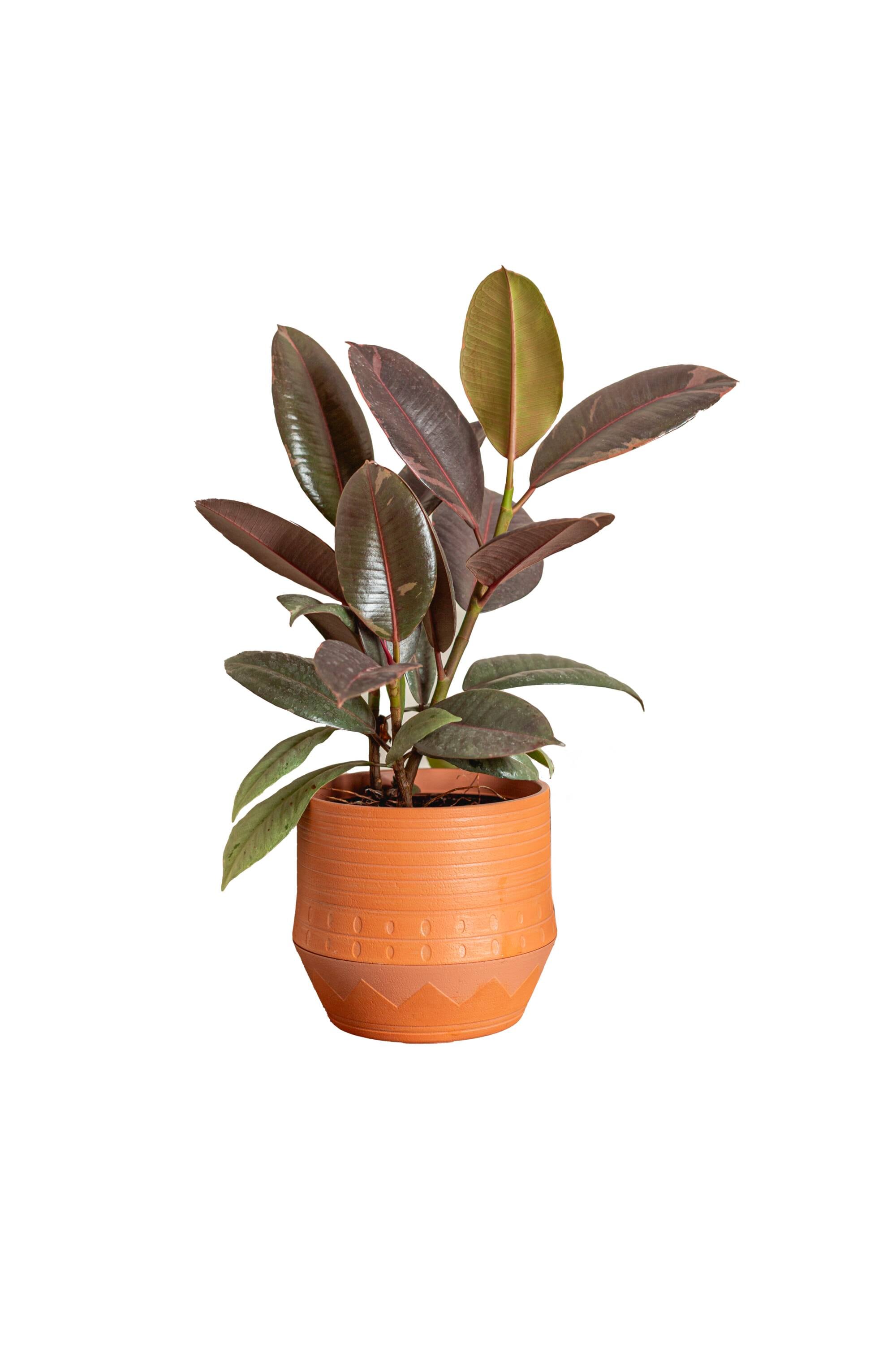 LiveTrends ASB06943 MESO House plant in 36 Ounce(s) Pot 1 -Pack