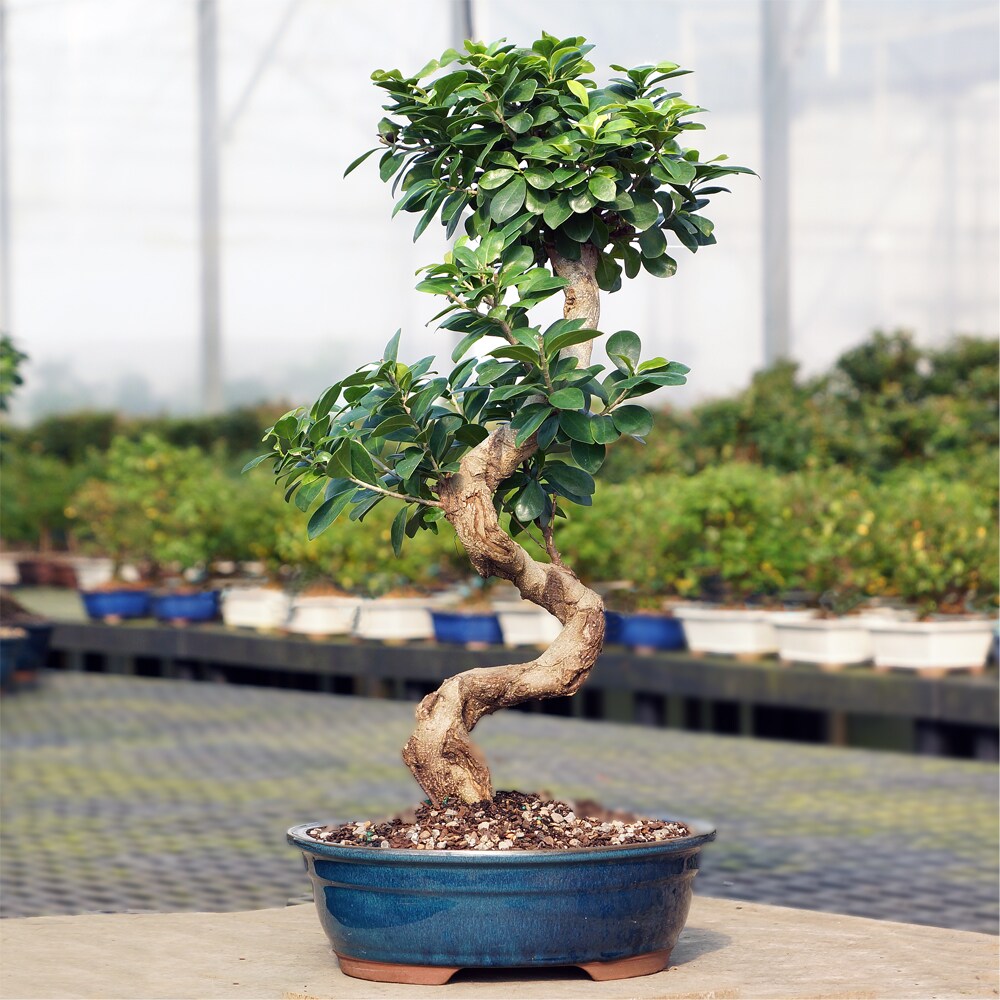 Brussel's Bonsai CT0113GF trees - View #3