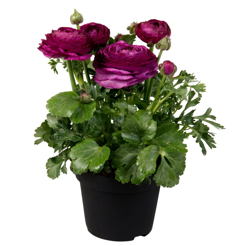  1851 annuals - View #4