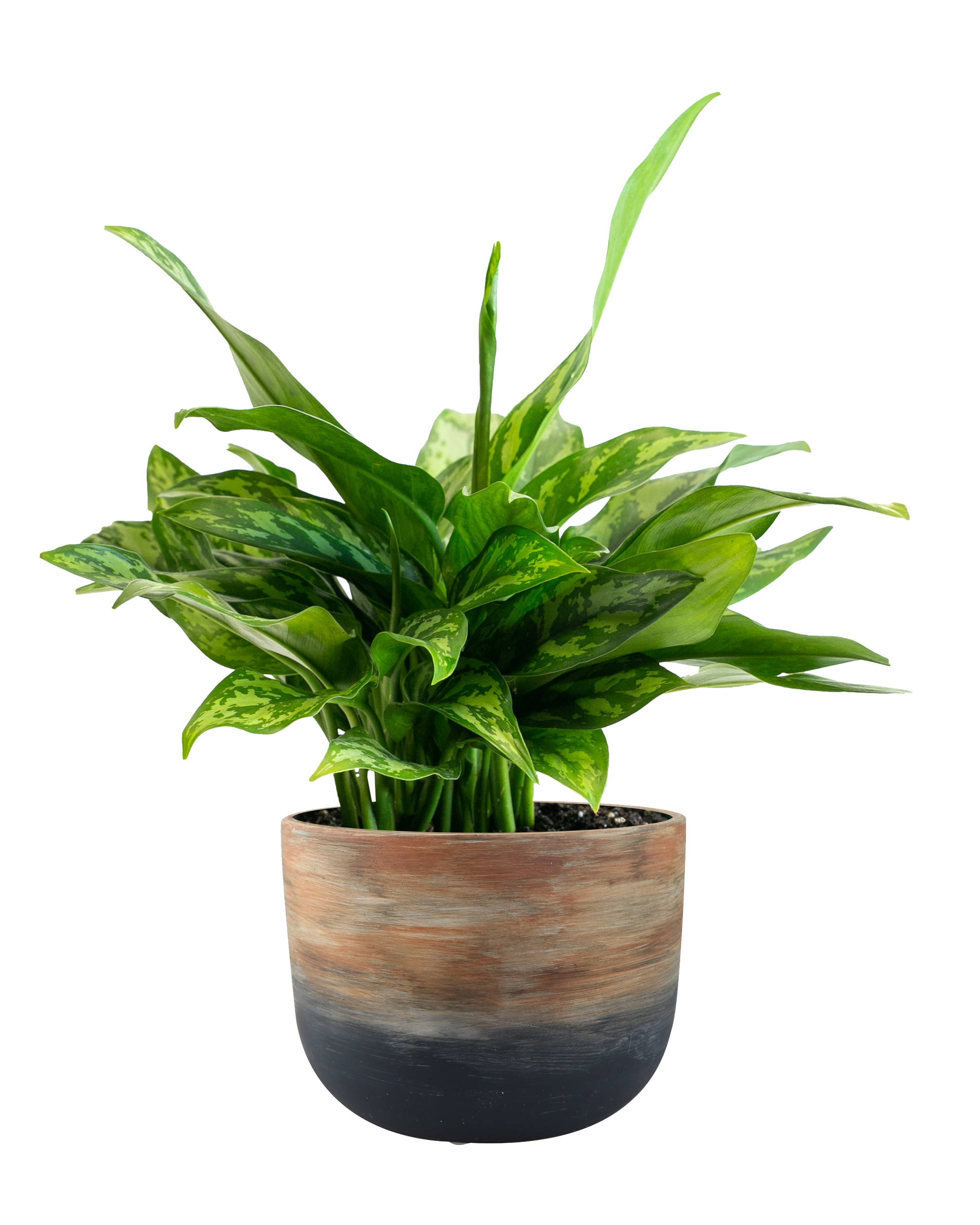 LiveTrends ASB05876 ATMN Nitrite - Assorted Foliage House plant in 36 Ounce(s) Pot 1 -Pack
