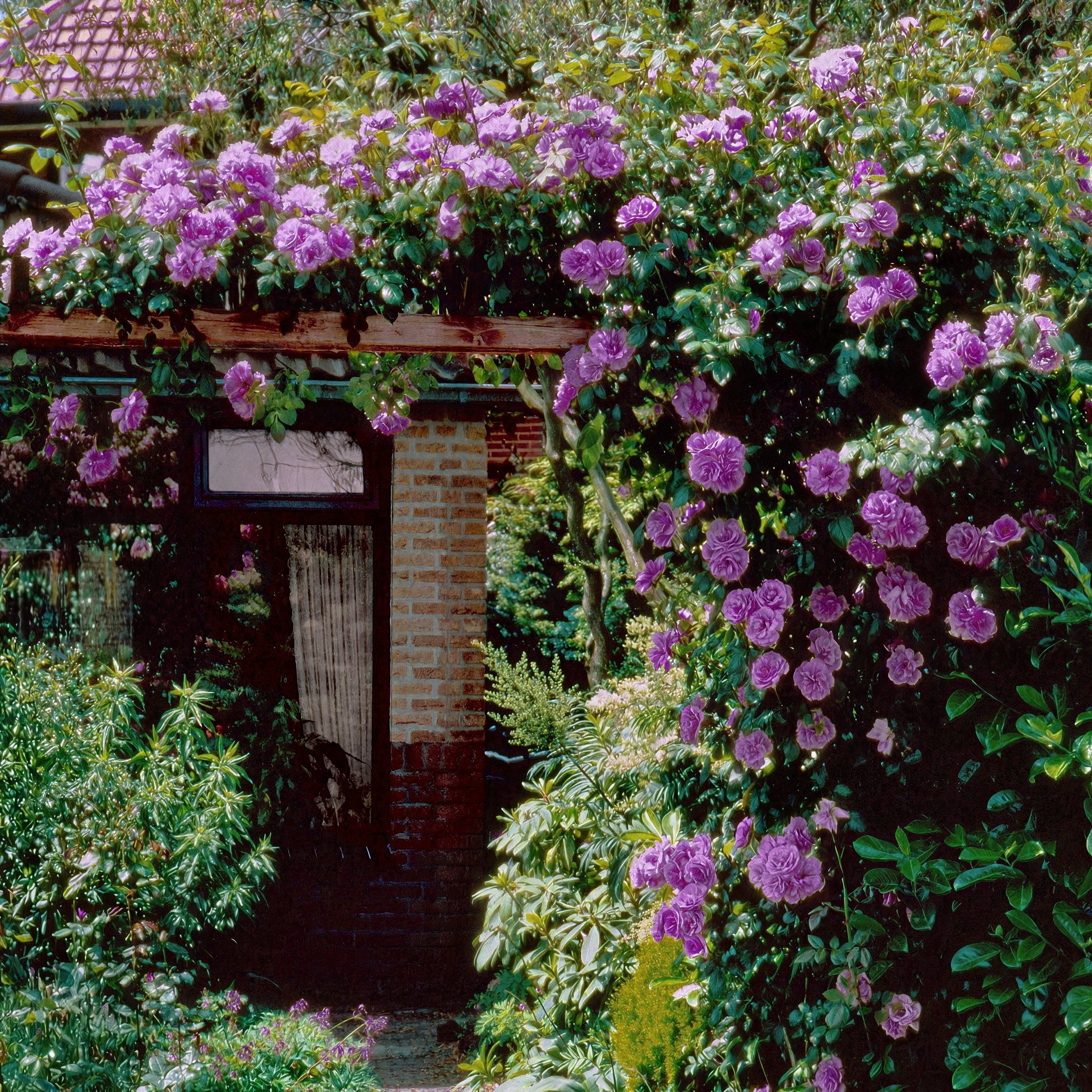 National Plant Network LW5023 roses - View #5