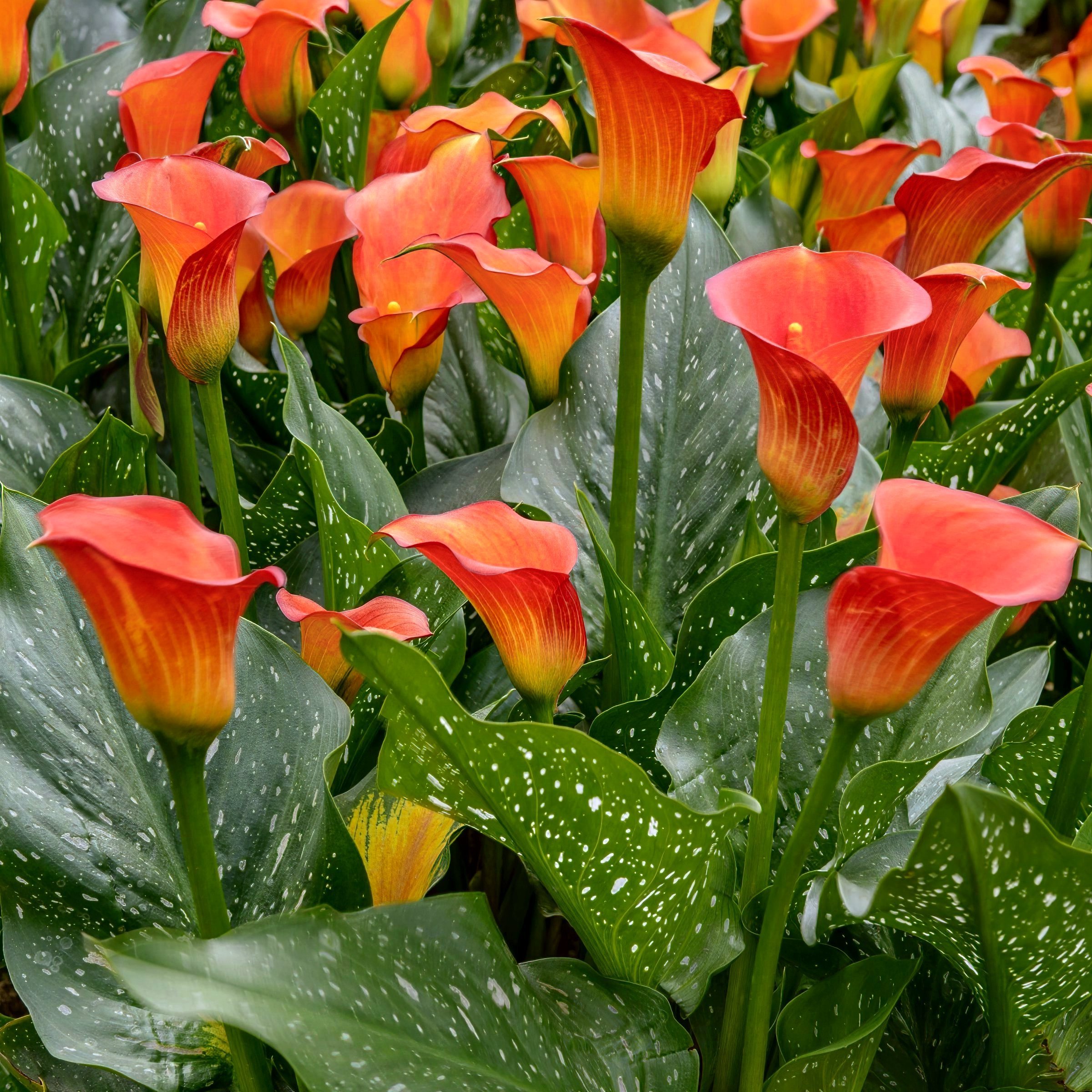 National Plant Network LW2623 Plant-Bulbs - View #3