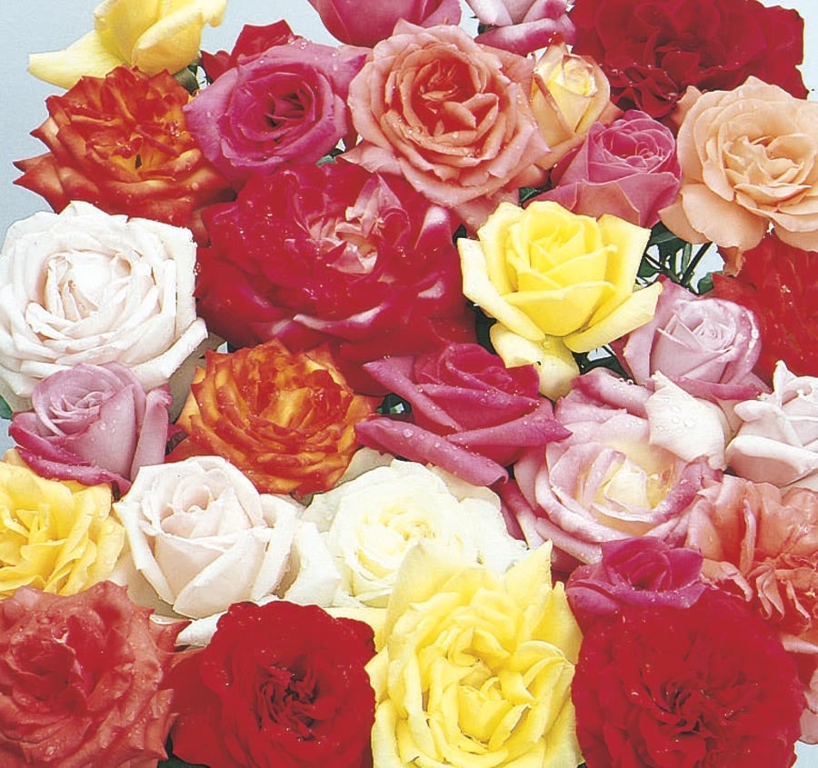 Mixed Rose #NURSERY