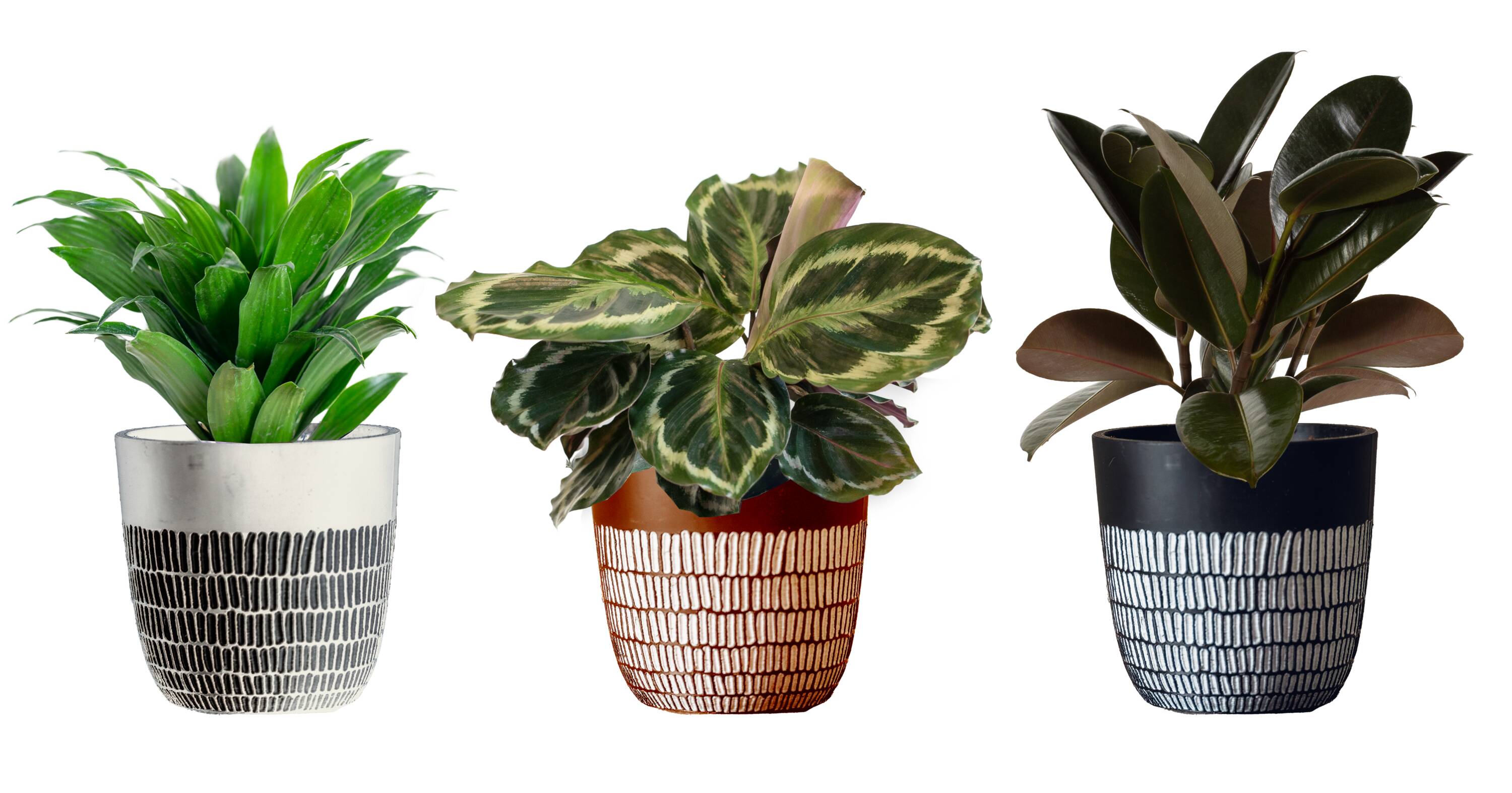 LiveTrends AK6INLTFOL AK 6IN Foliage UJ House plant in 36 Ounce(s) Pot 1 -Pack