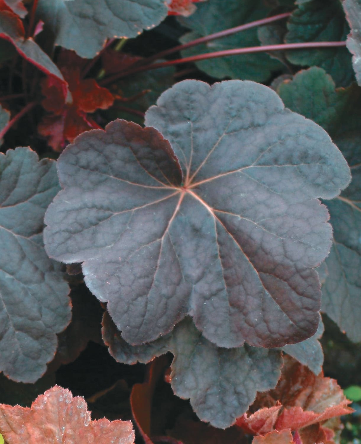 Spring Hill Nurseries 96260 White Flowering Plum Pudding Coral Bells Plant in 2.5 -Quart Pot 1 -Pack