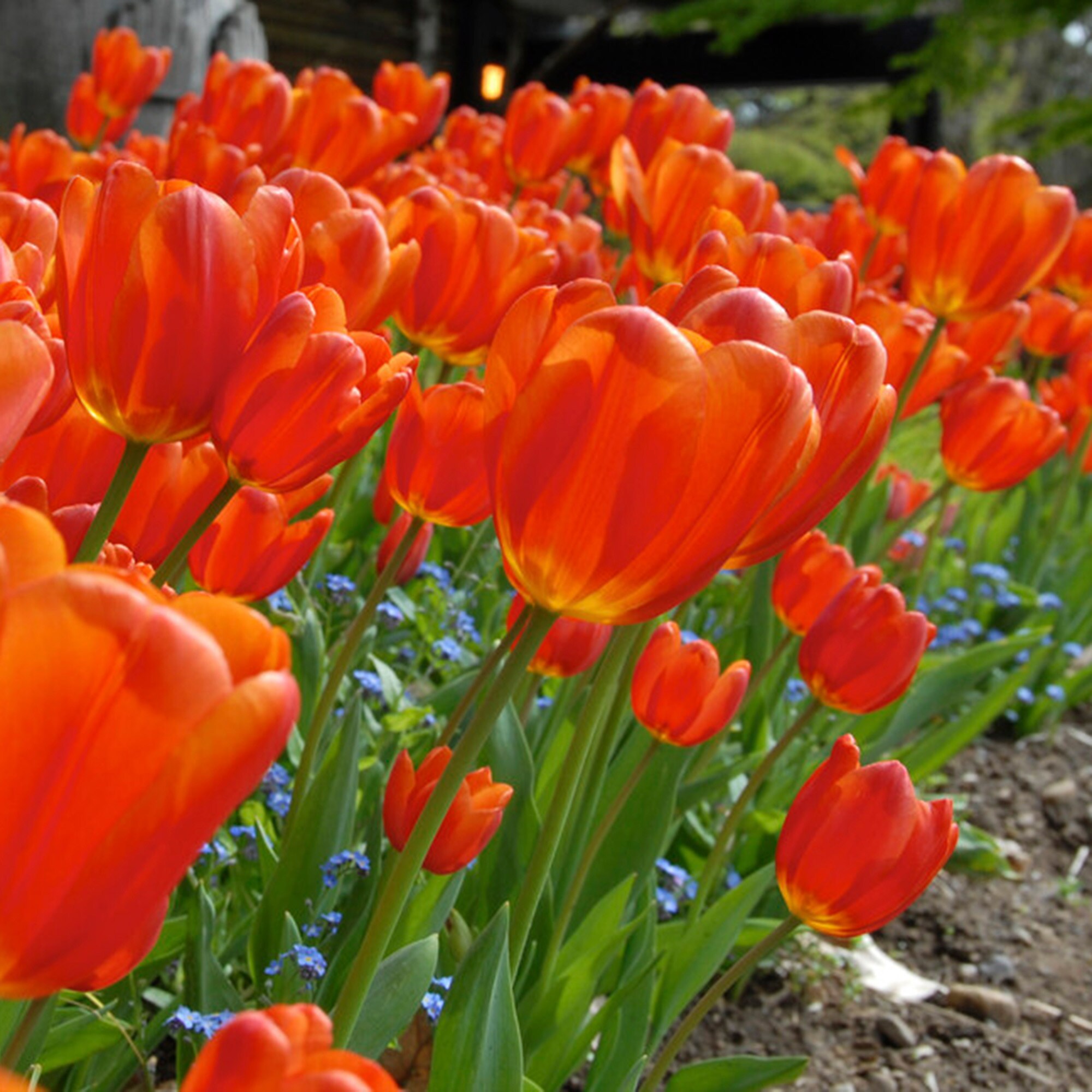 Garden State Bulb ECF-61-25-01 Plant-Bulbs - View #6