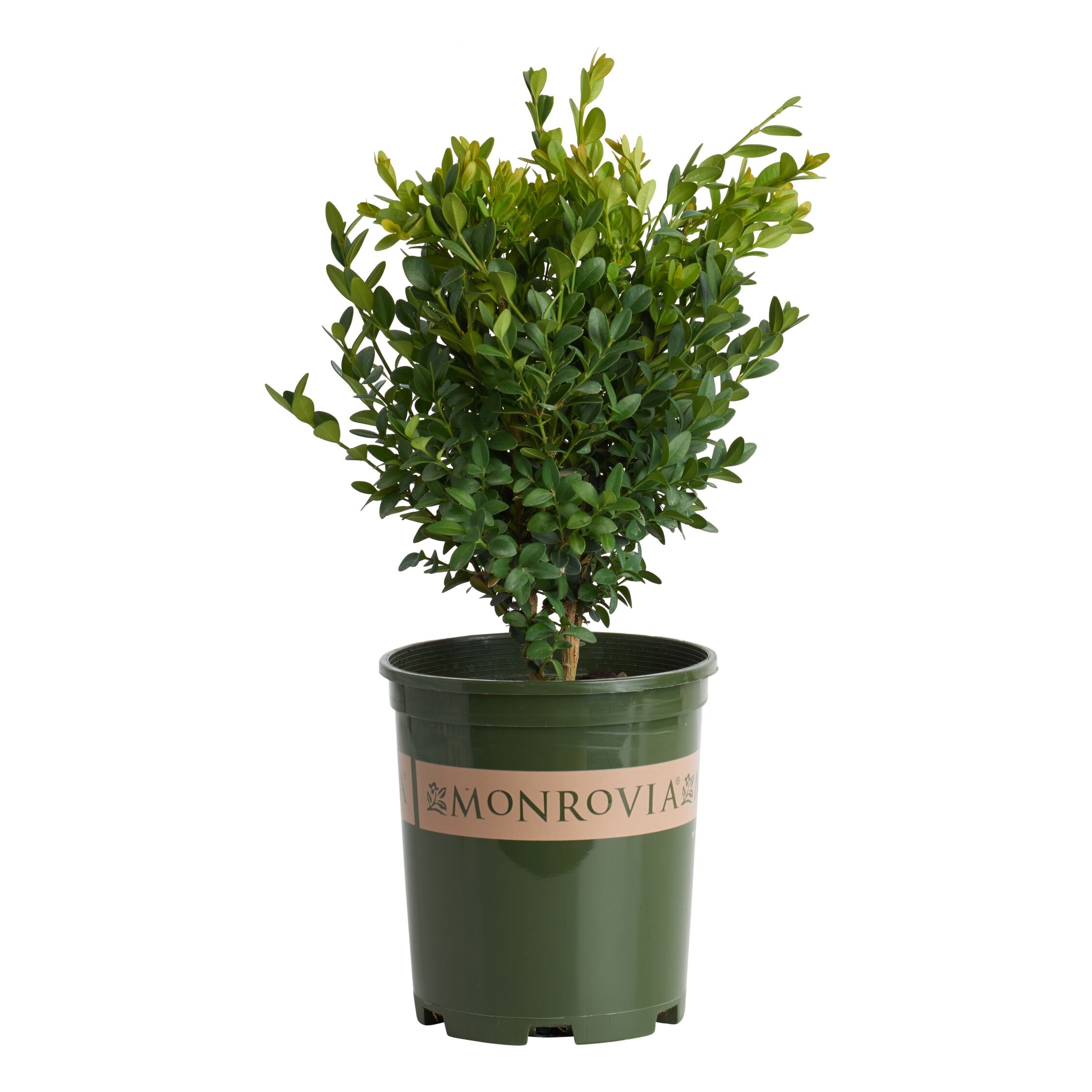 Monrovia Green Mountain Boxwood Shrubs at Lowes.com