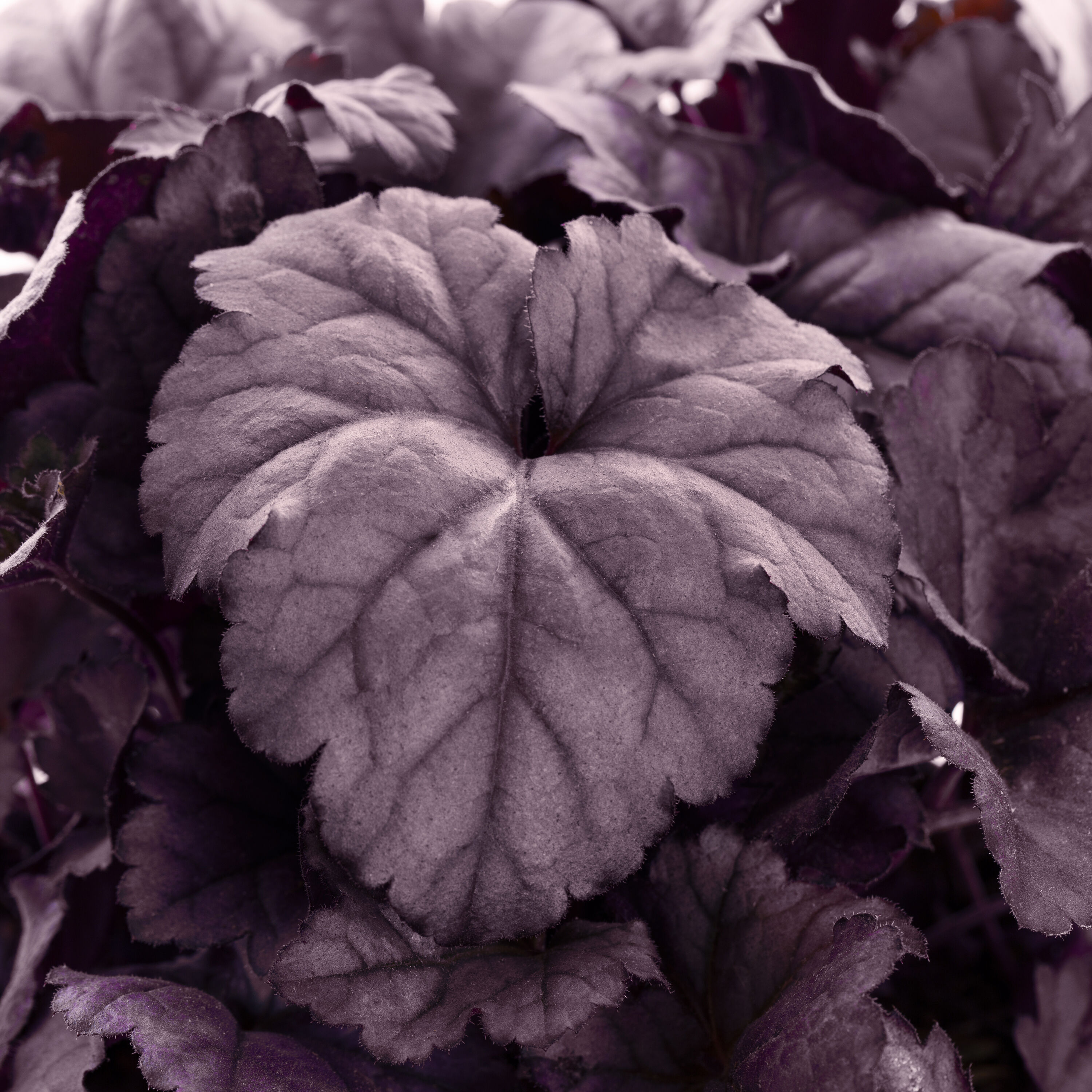Proven Winners 4547 perennials - View #2