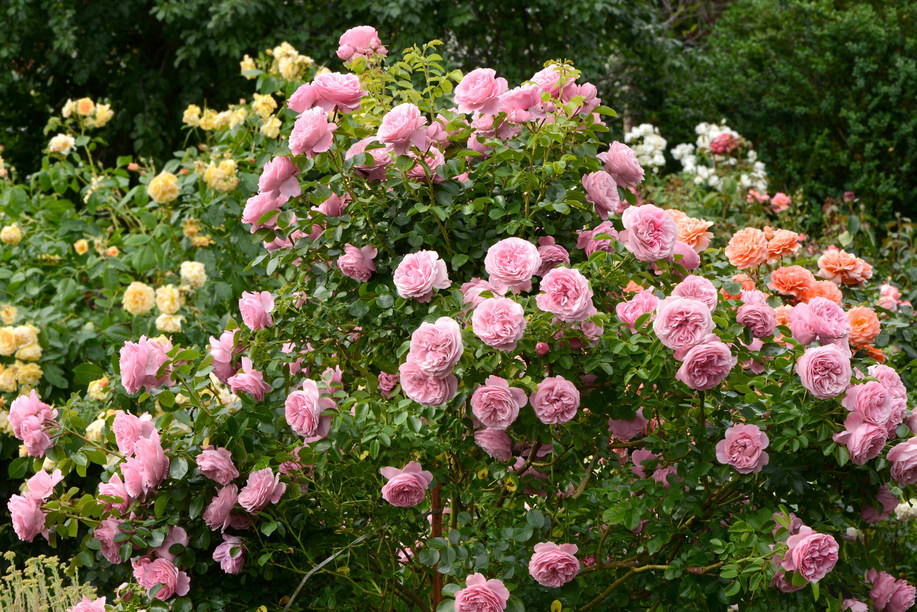 National Plant Network LW1613 roses - View #2