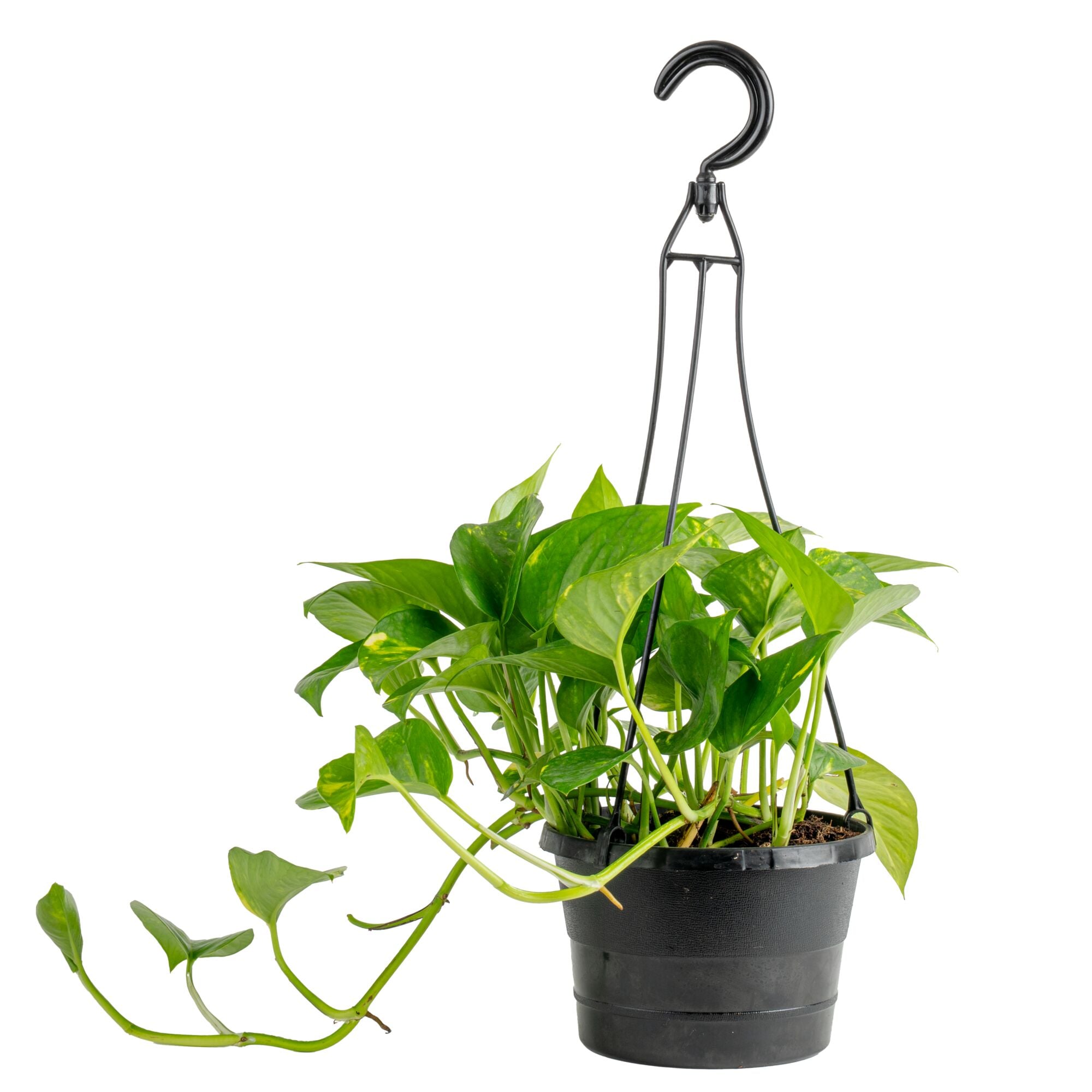Costa Farms - Devil's Ivy Golden Pothos House plant in 6 Inch(es) Hanging basket 1.0 -Pack