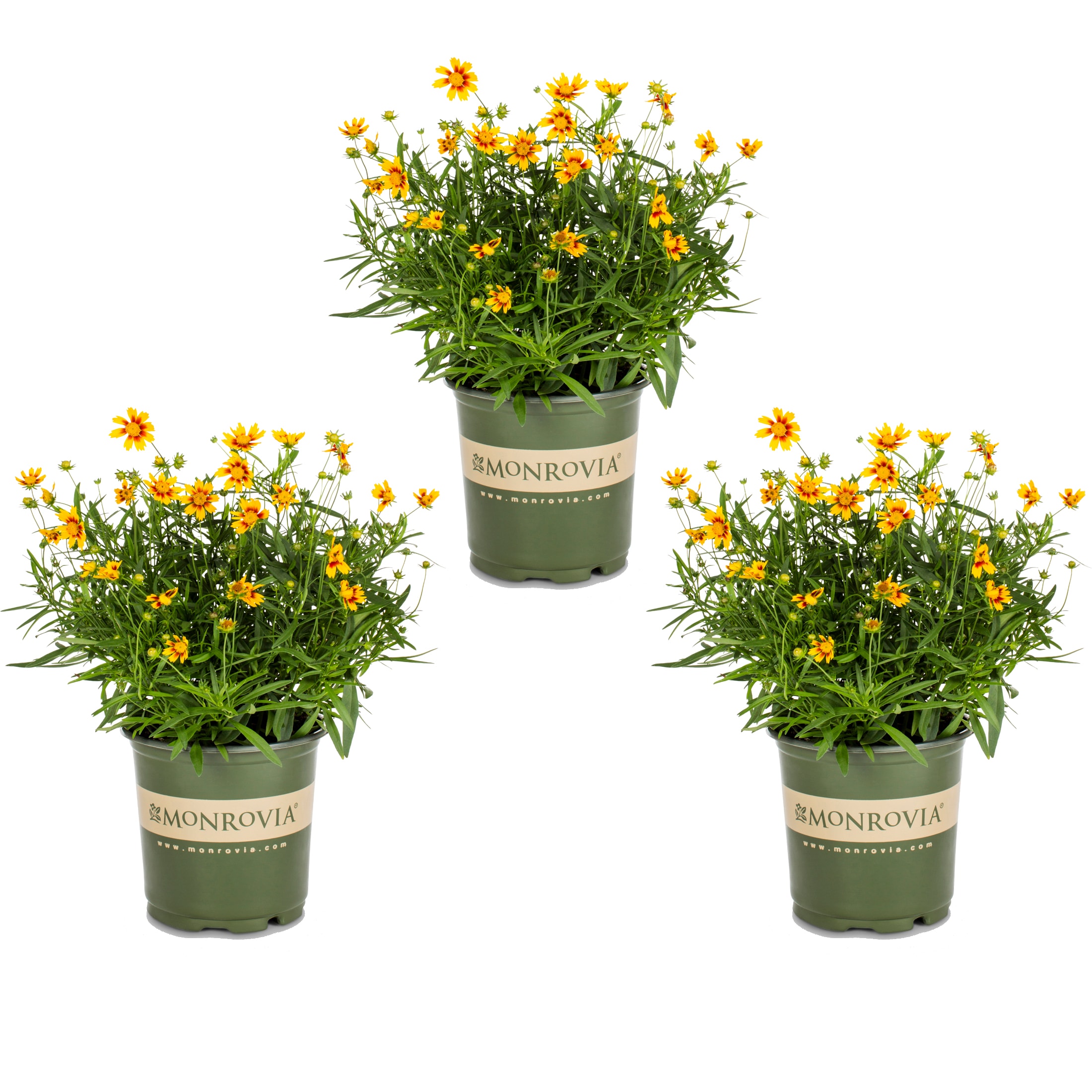 Monrovia 4975 Red Coreopsis Plant in 2 -Quart Pot 3.0 -Pack