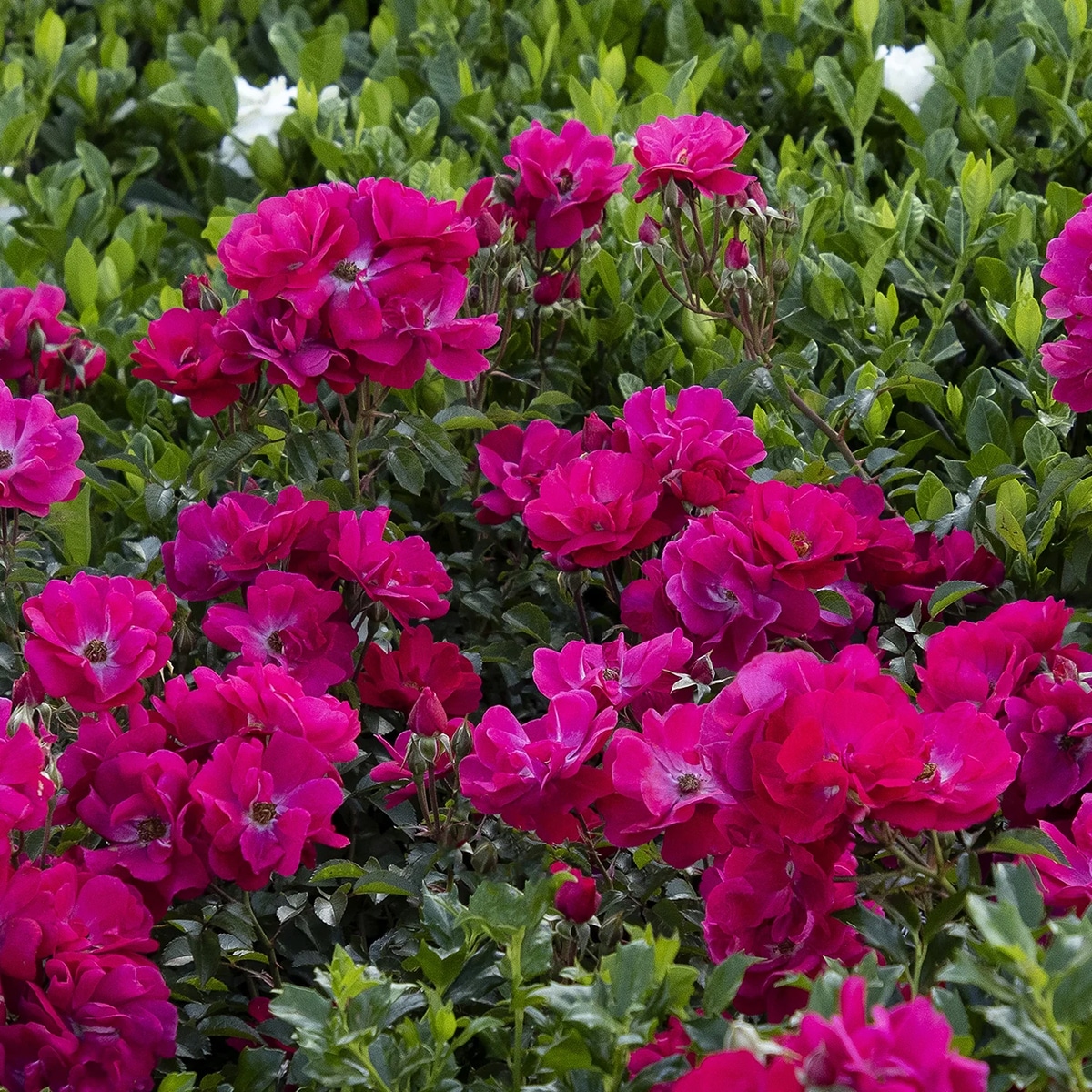 Monrovia KT11242230000200000 roses - View #4