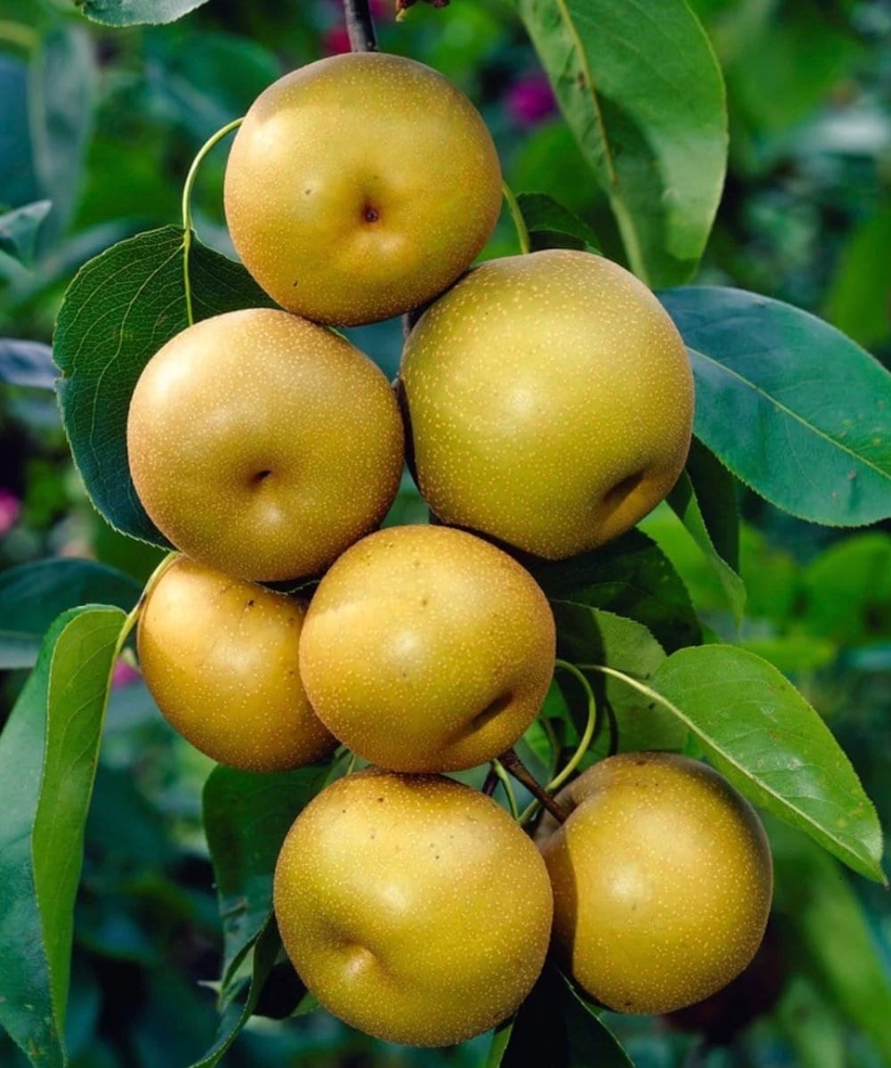  4353337-0 1 -Pack Pear Plant in Pot