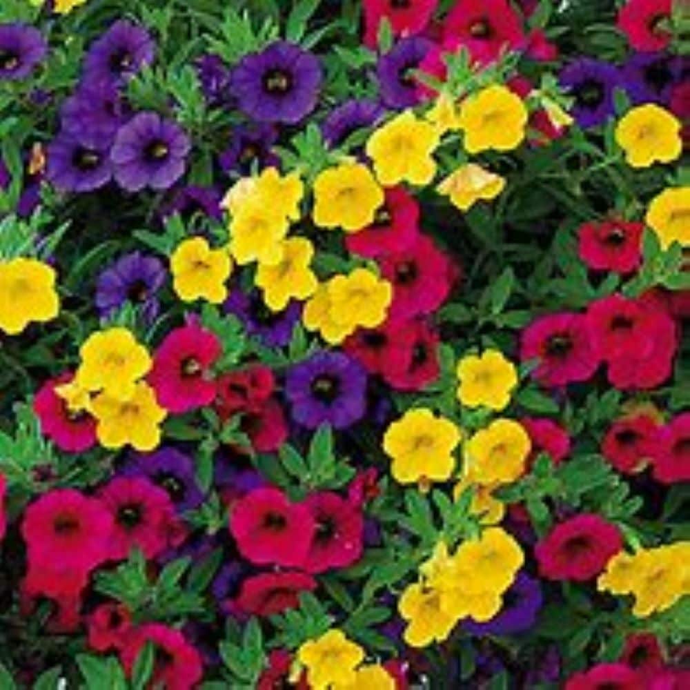Lowe's NURSERY annuals - View #6