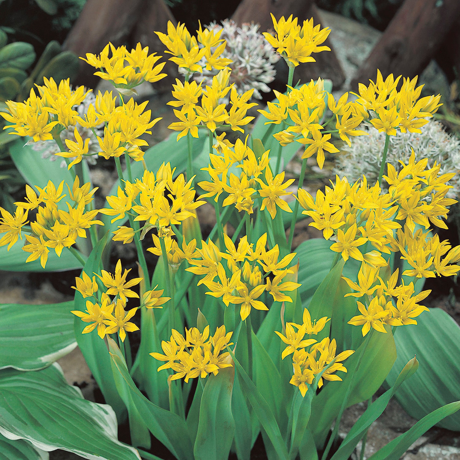 Breck's Yellow King Alfred Daffodil Bulbs Bagged 100-Pack in the Plant  Bulbs department at