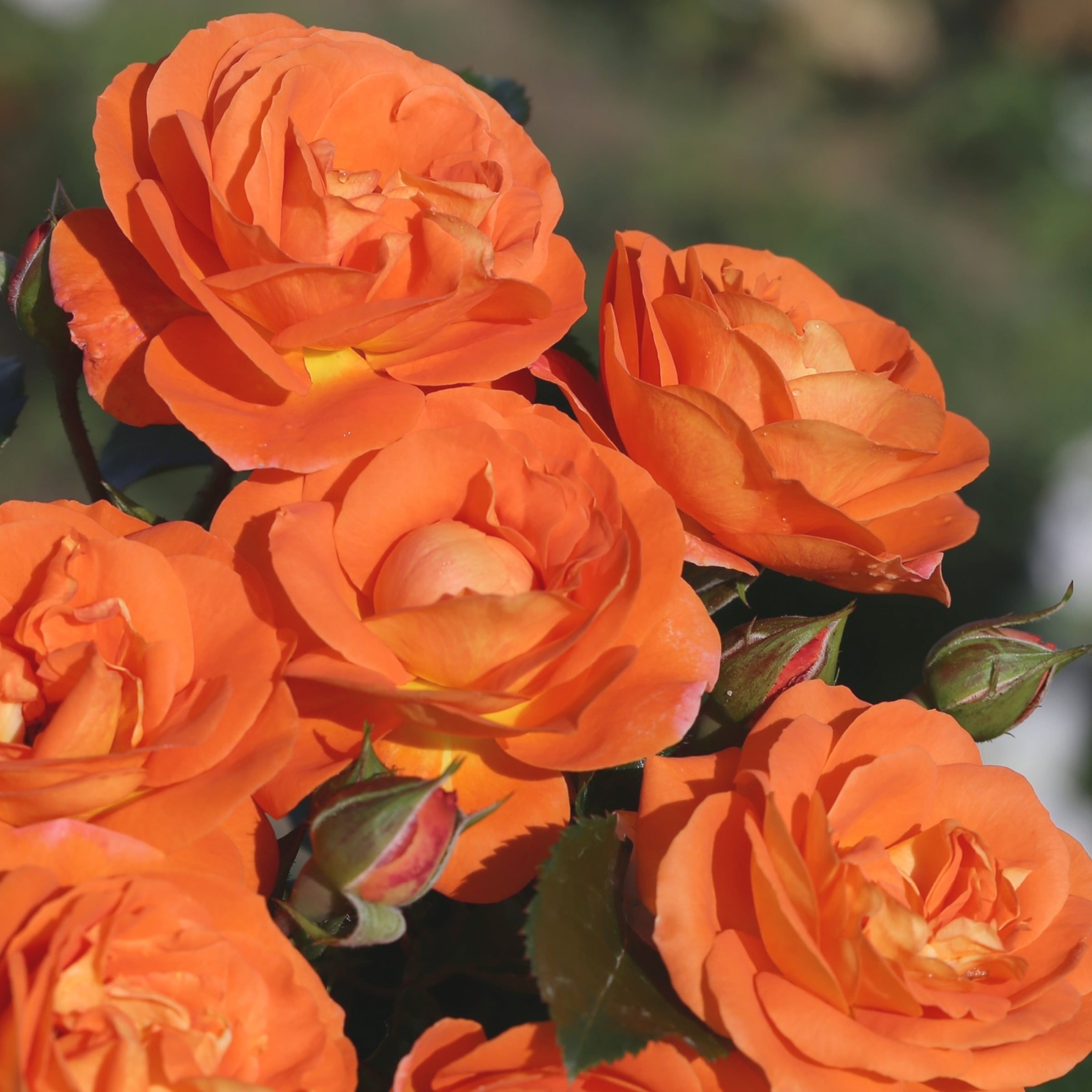 National Plant Network LW1594 roses - View #2
