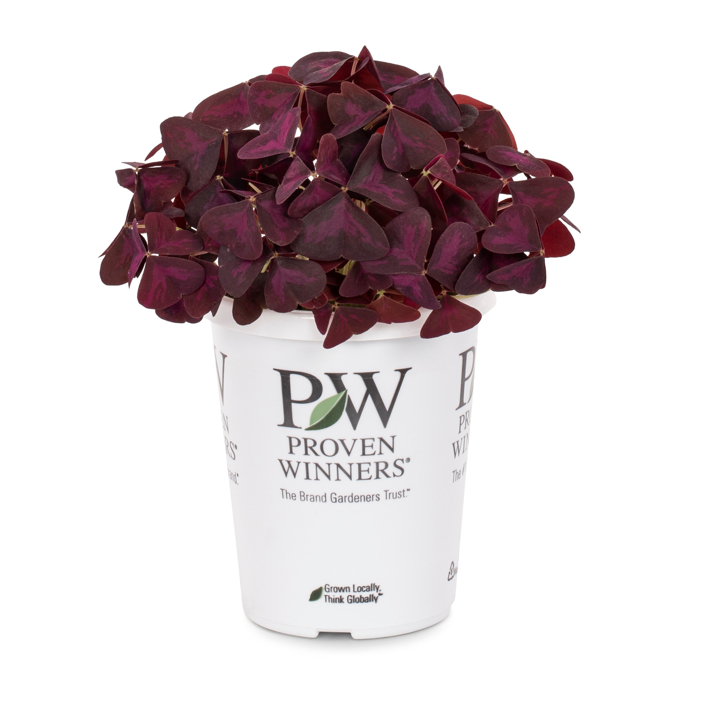 Proven Winners Pink Common Wood Sorrel Plant in 1.56-Pint Pot in the ...