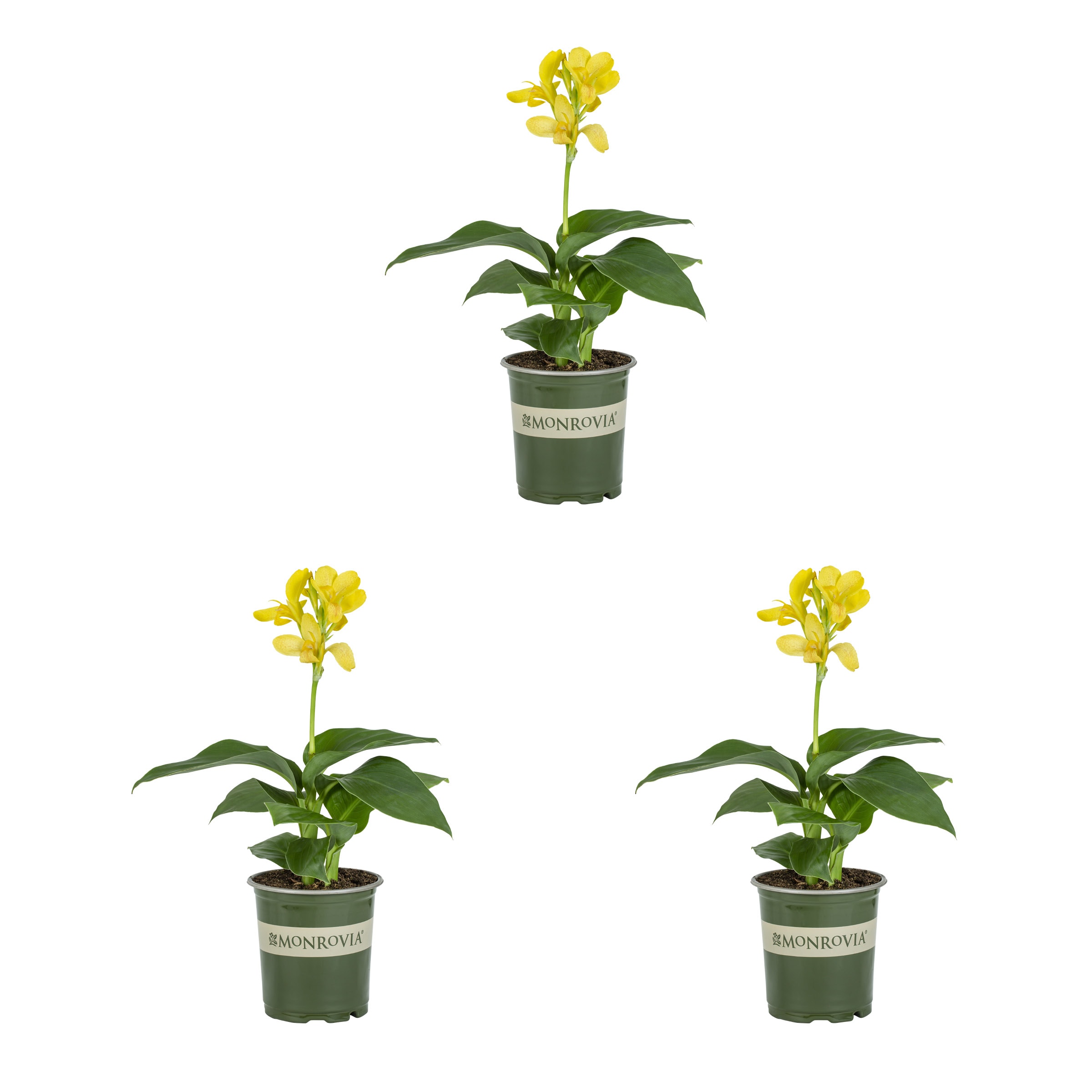 Monrovia 79153 Yellow Canna Cannova Plant in 2 -Quart Pot 3 -Pack